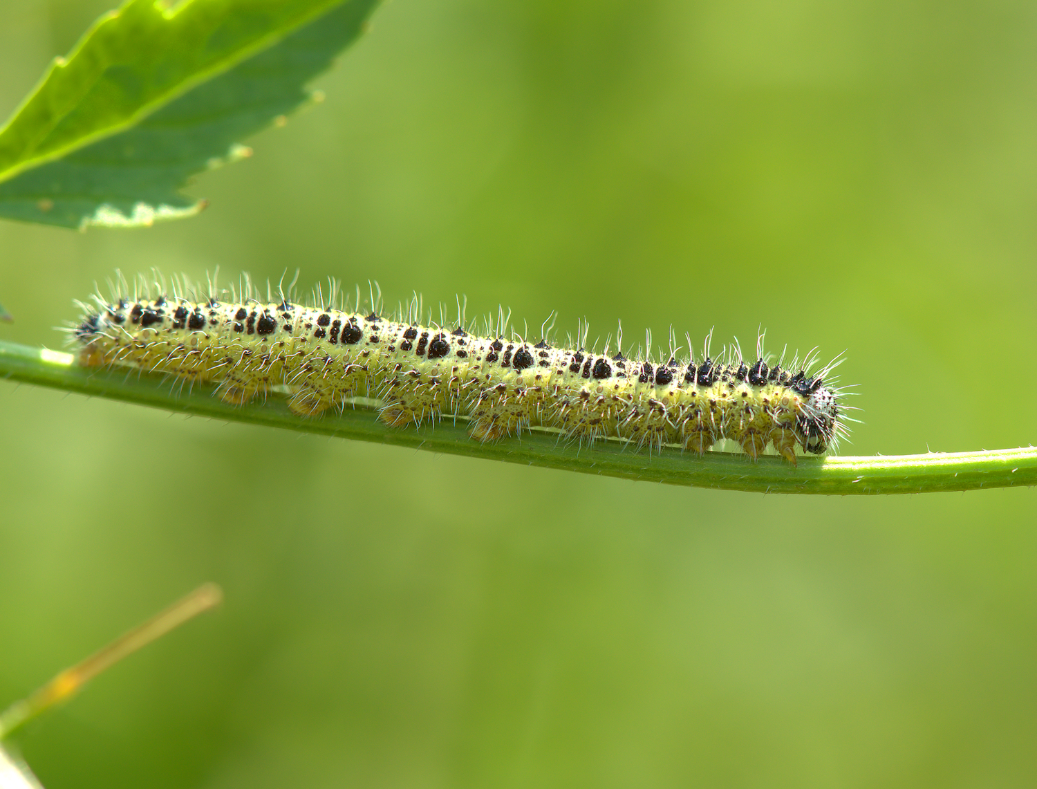 Caterpillar of Cavolaia maggiore