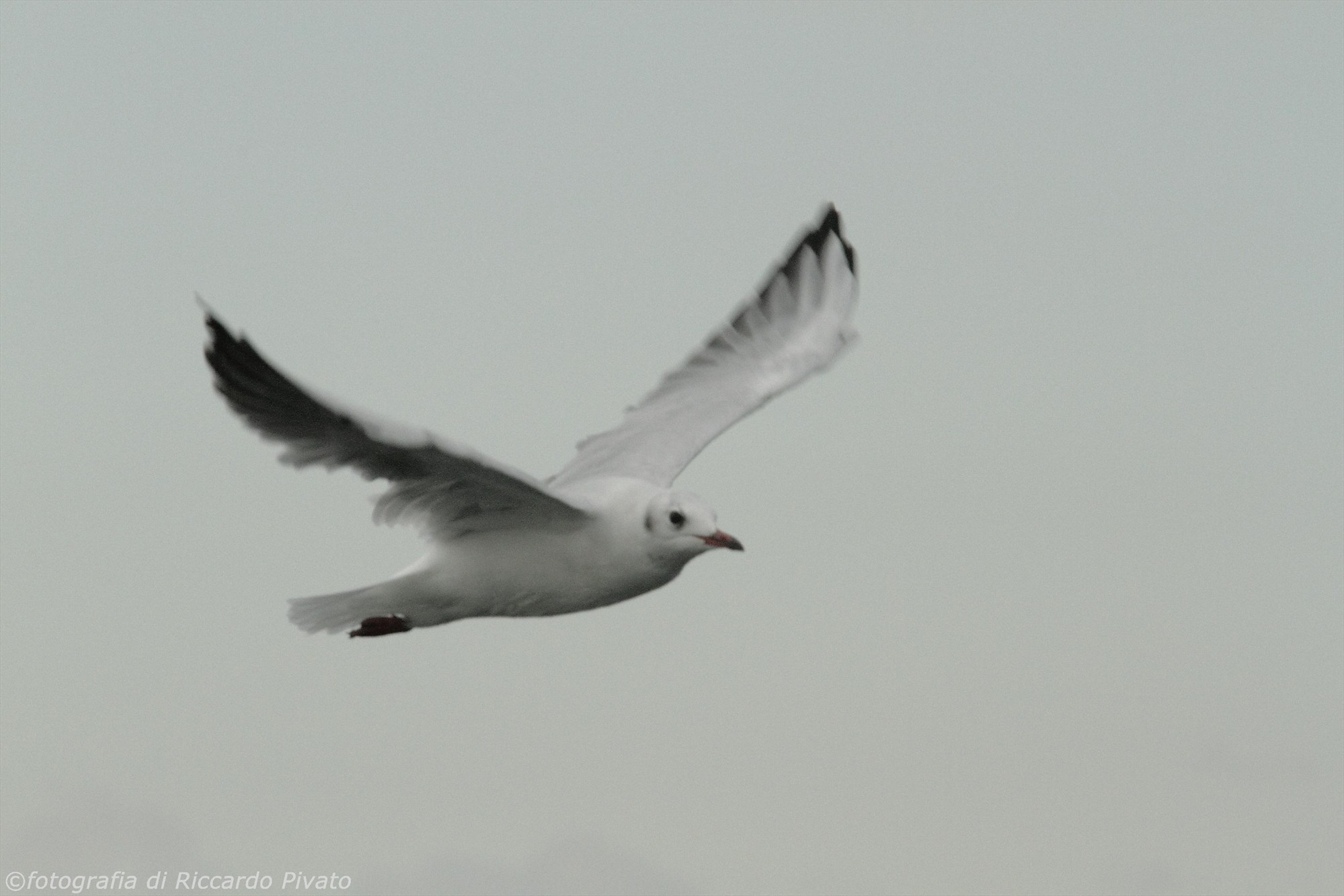 Canon 7D, Canon EF 70-200 L f4 + Canon Extender 1.4x II