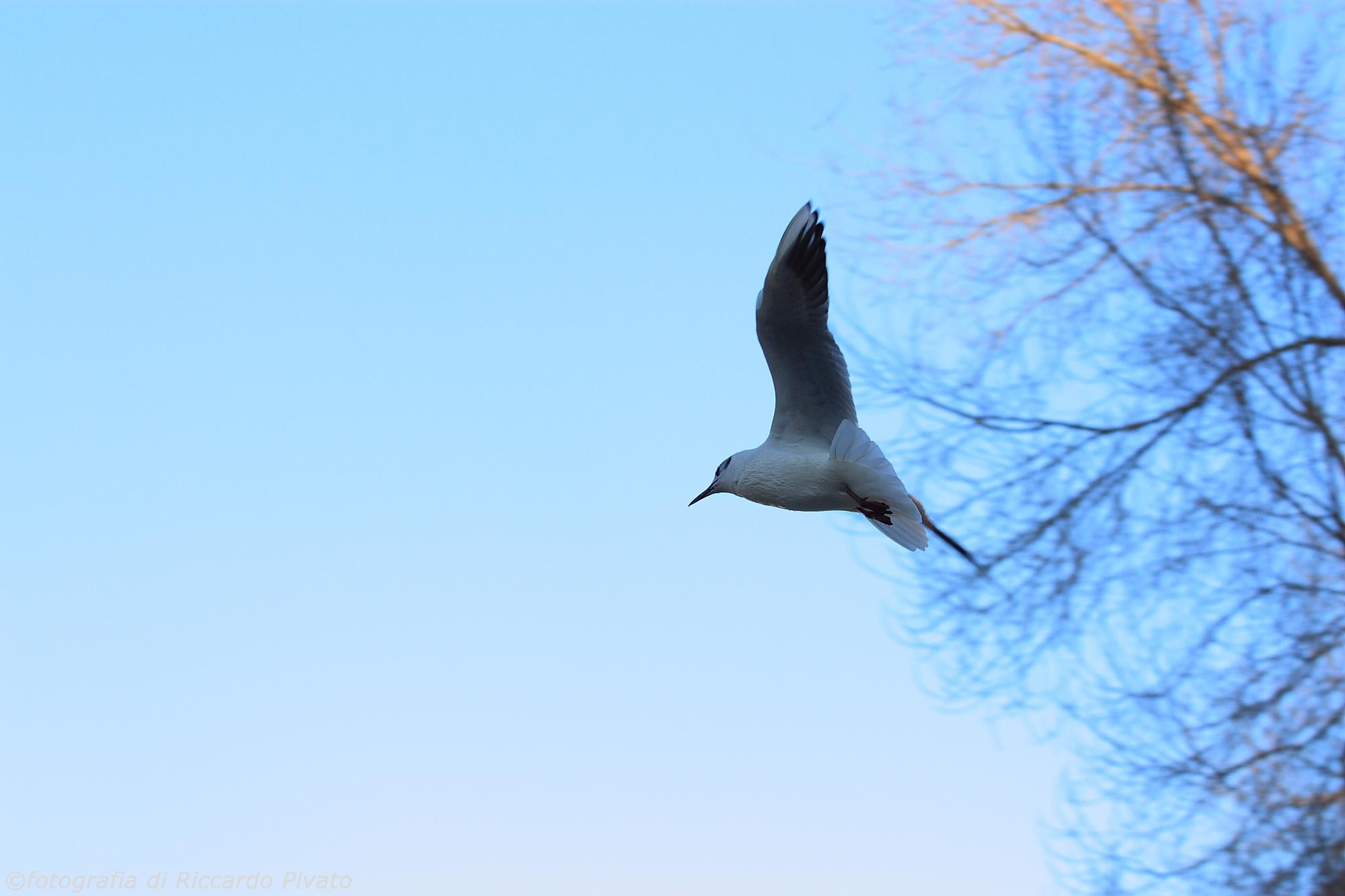 Canon 7D, Canon EF 70-200 L f4 + Canon Extender 1.4x II