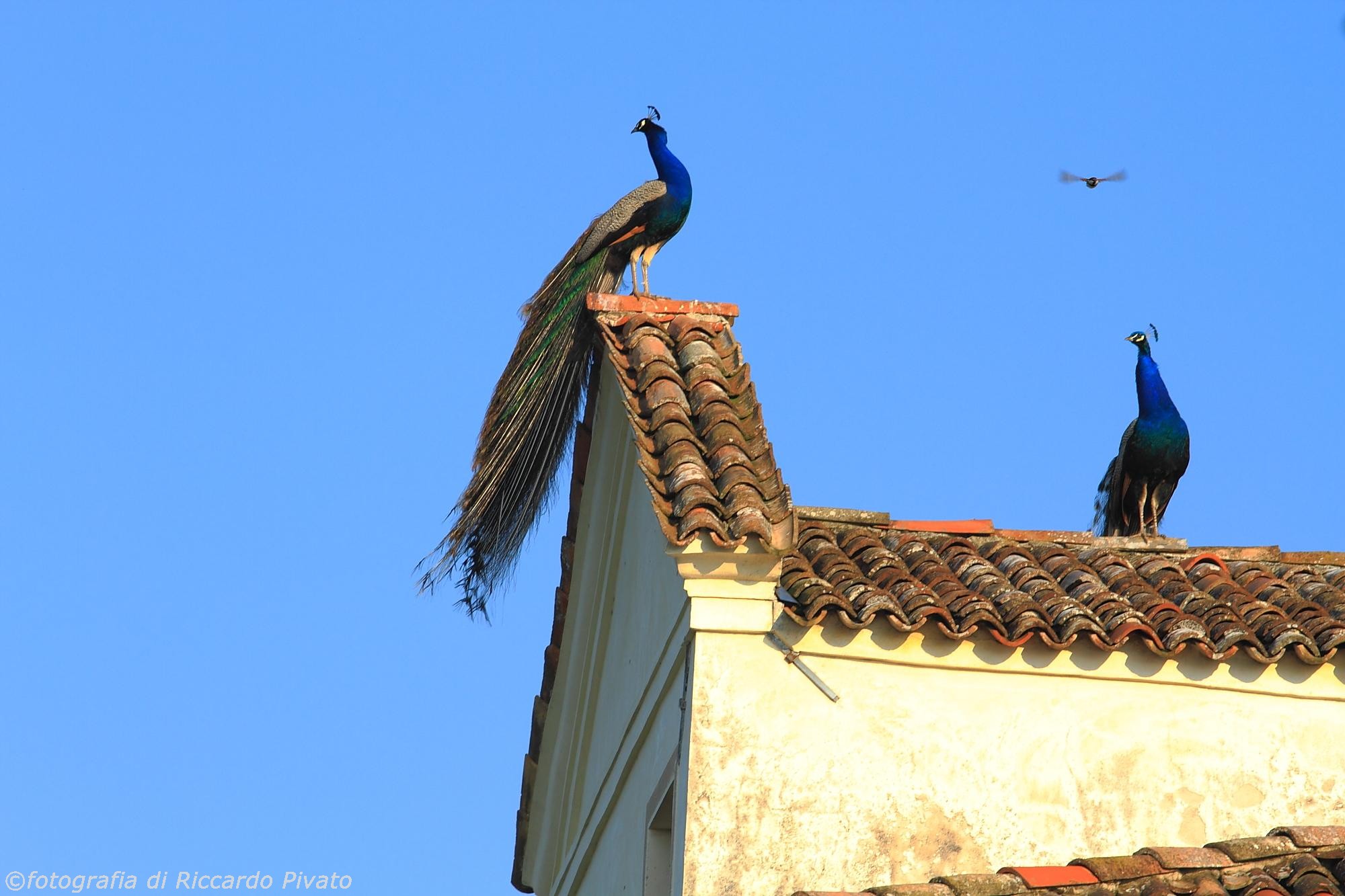 Canon 7D, Canon EF 70-200 L f4 + Canon Extender 1.4x II