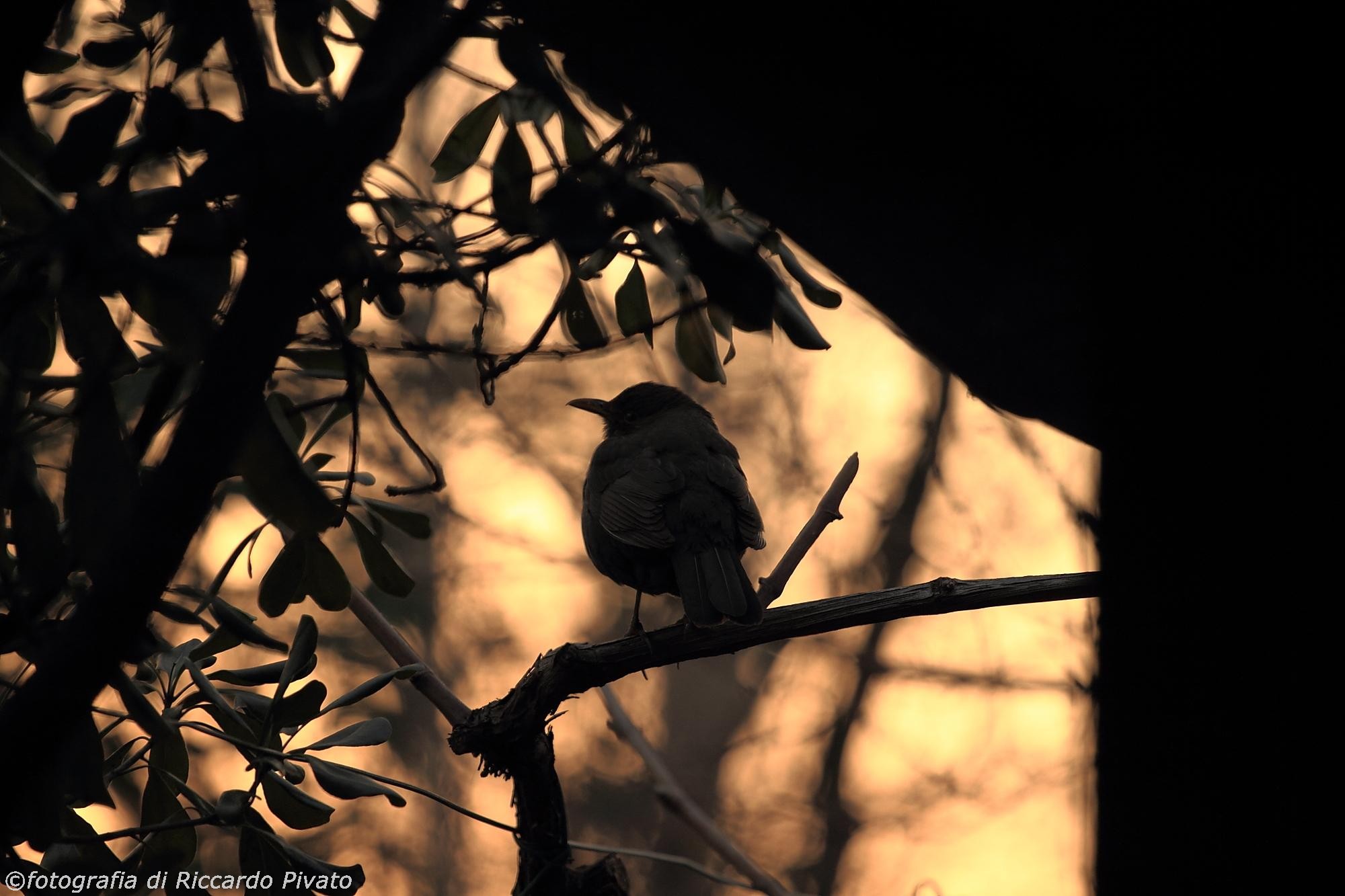 Canon 7D, Canon EF 70-200 f4 L