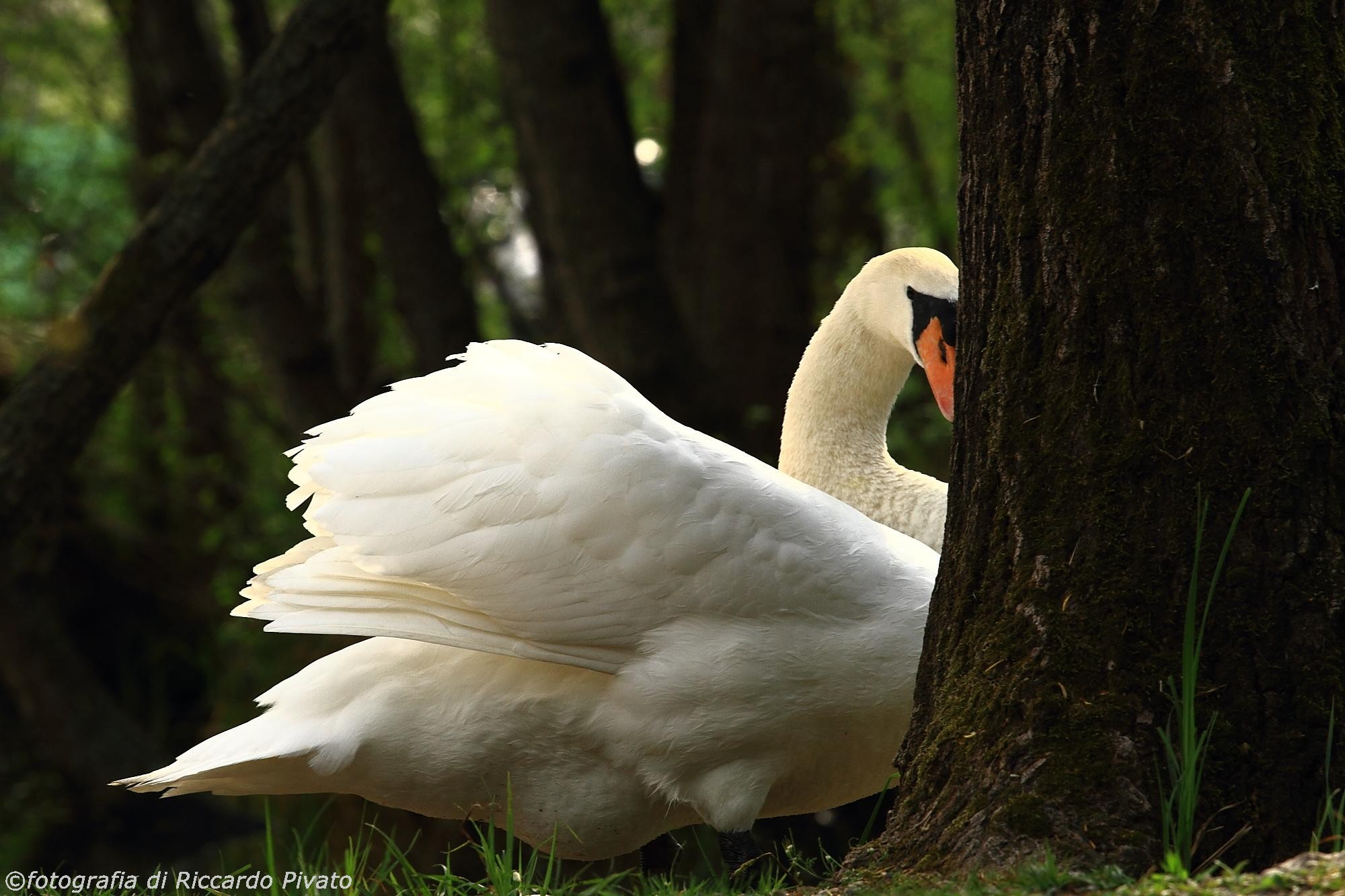 Canon 7D, Canon EF 70-200 L f4 + Canon Extender 1.4x II