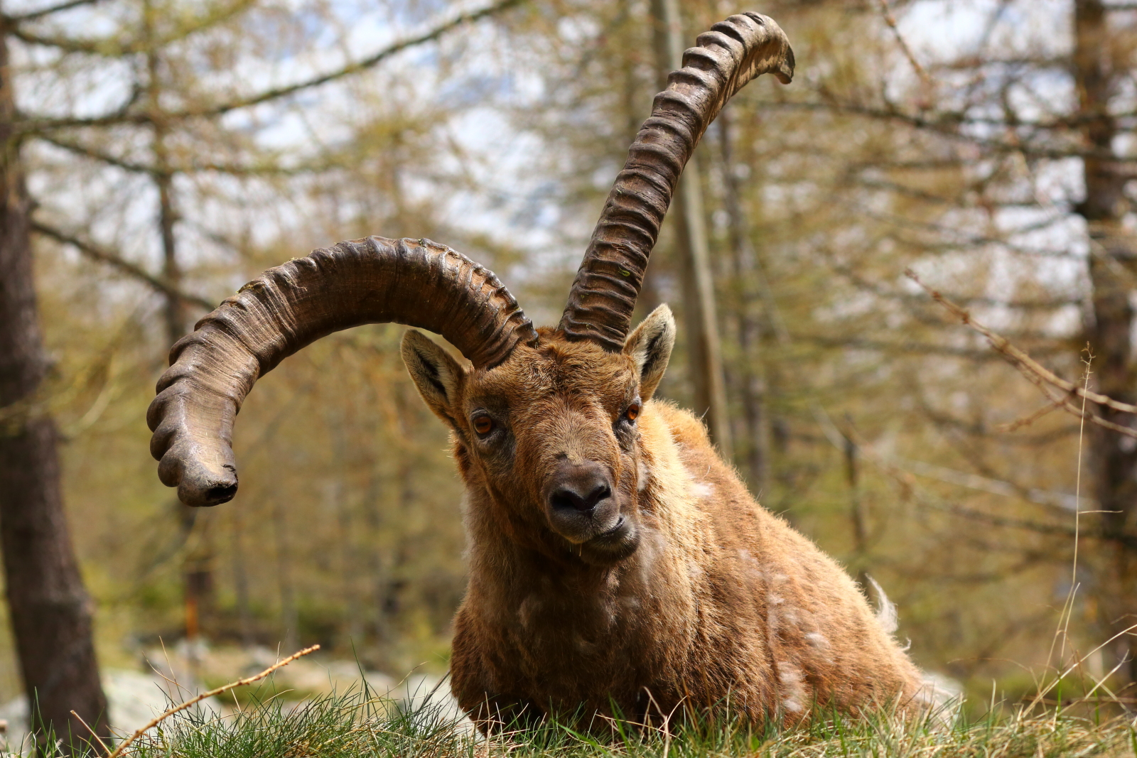 scherzo della natura