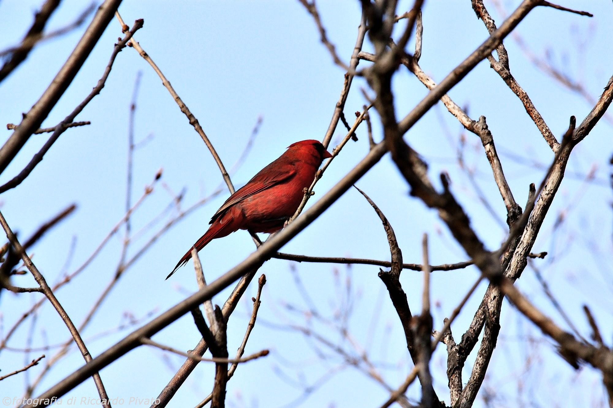 Canon 7D, Canon EF 70-200 f4 L