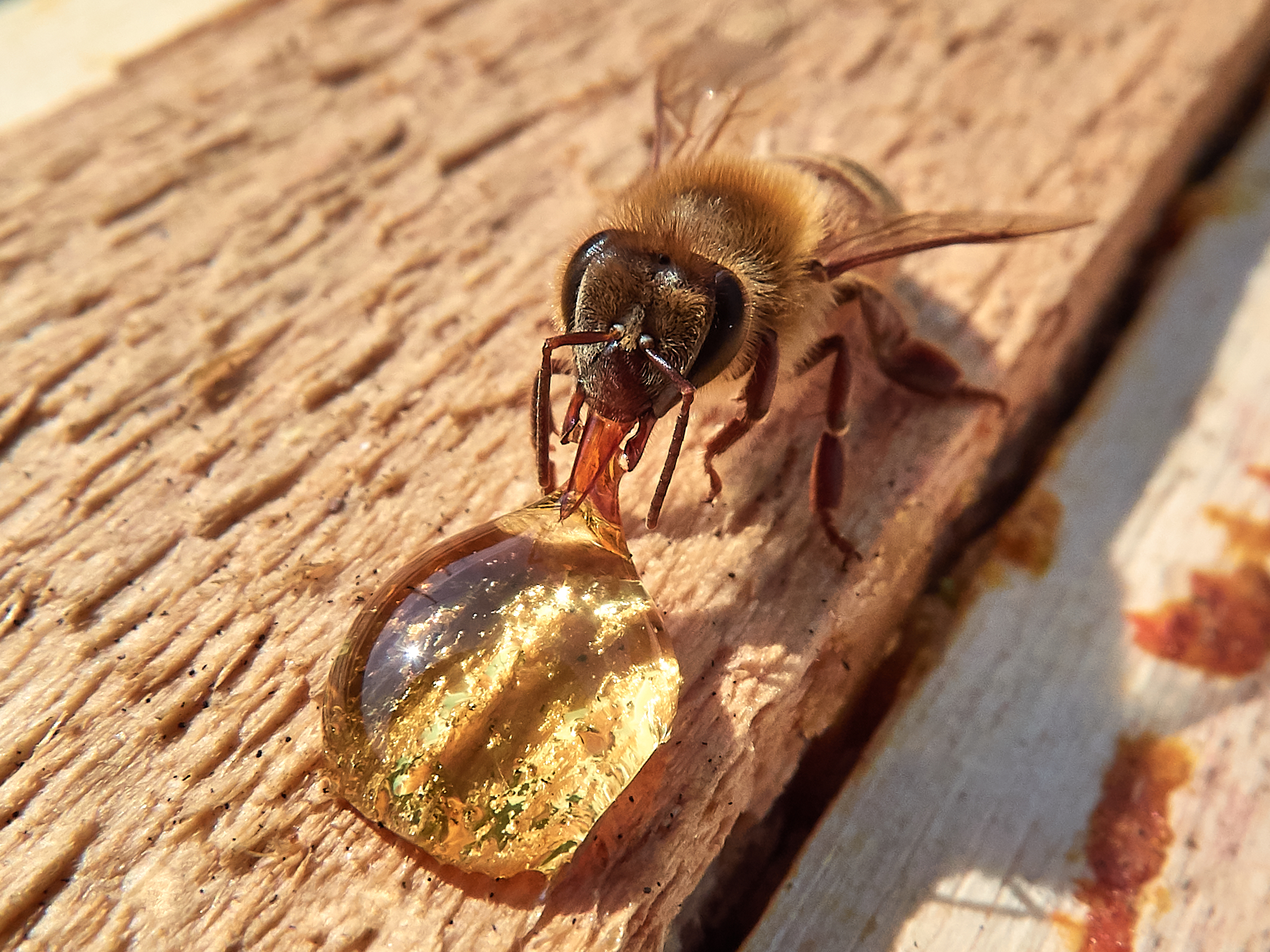 Bee struggling with a drop of honey