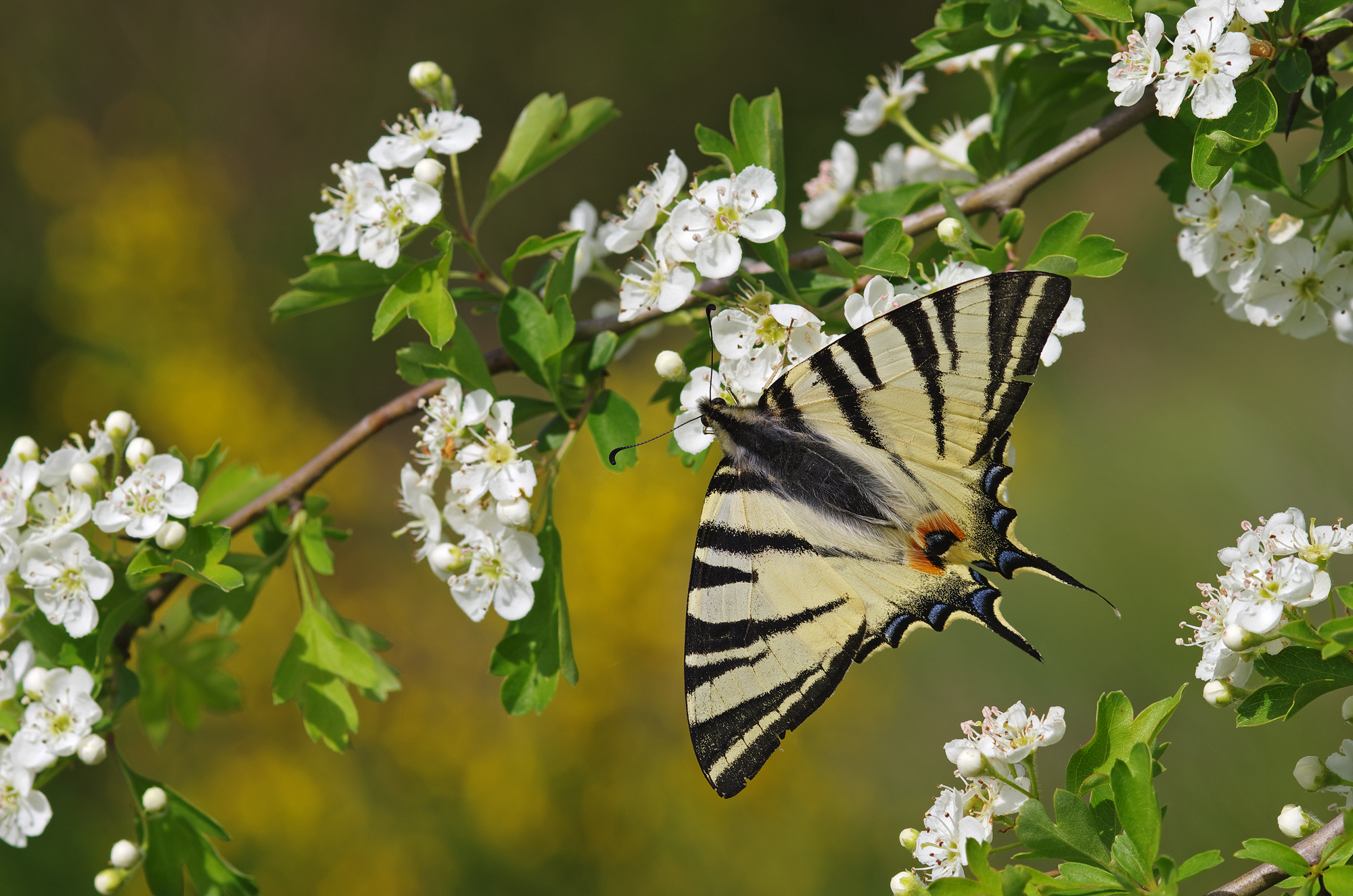 Podalirio sul biancospino