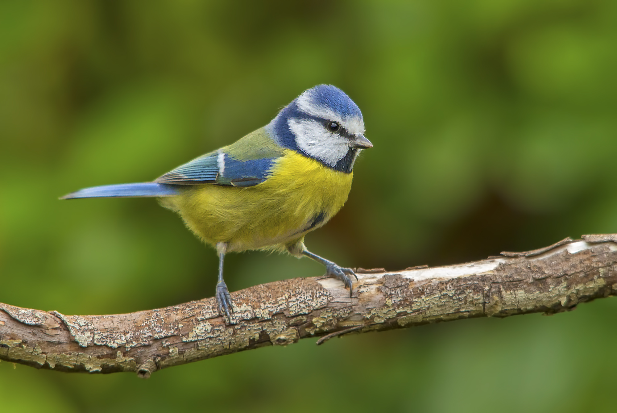 Blue Tit.