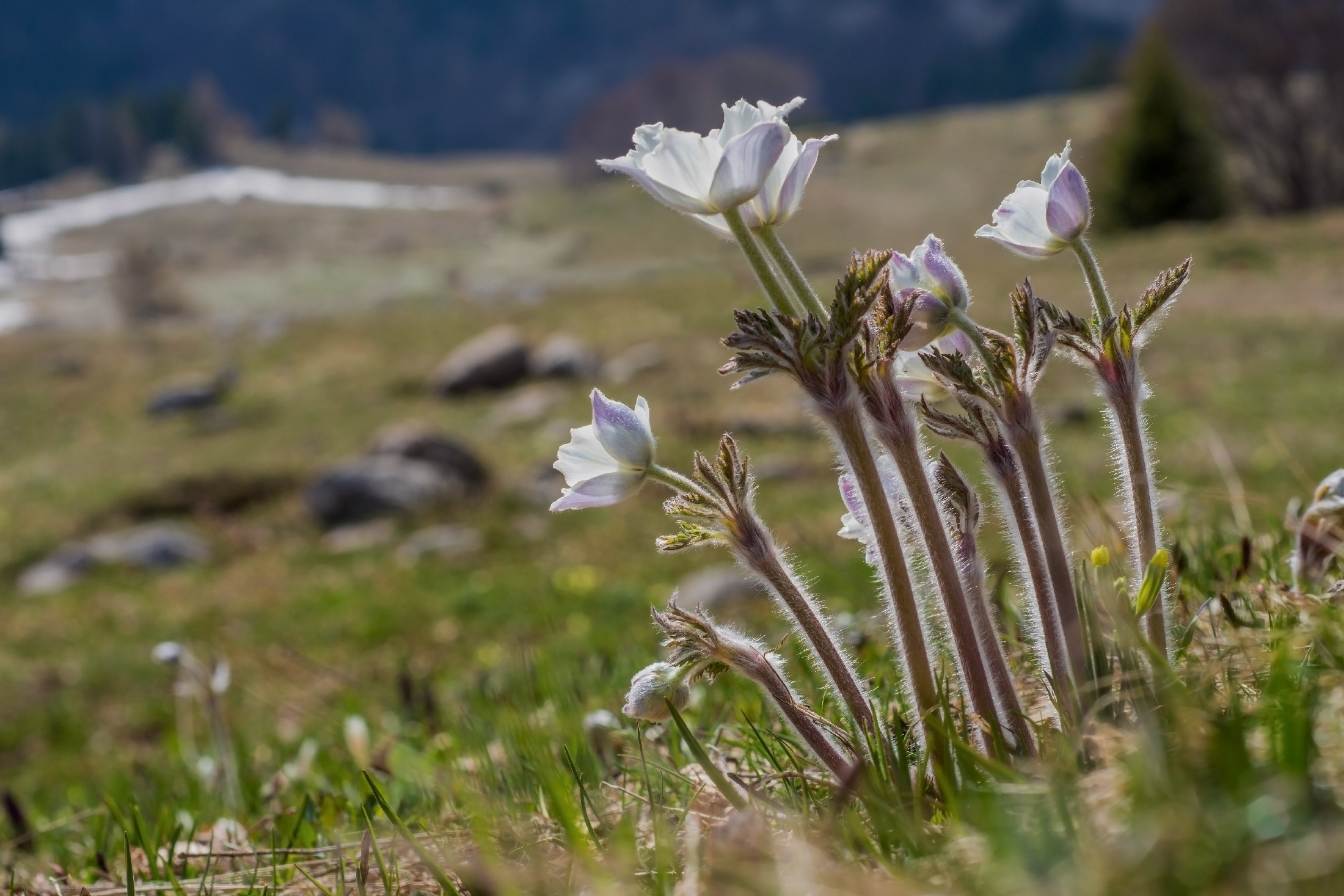 Anemone alpino (Pulsatilla alpina)