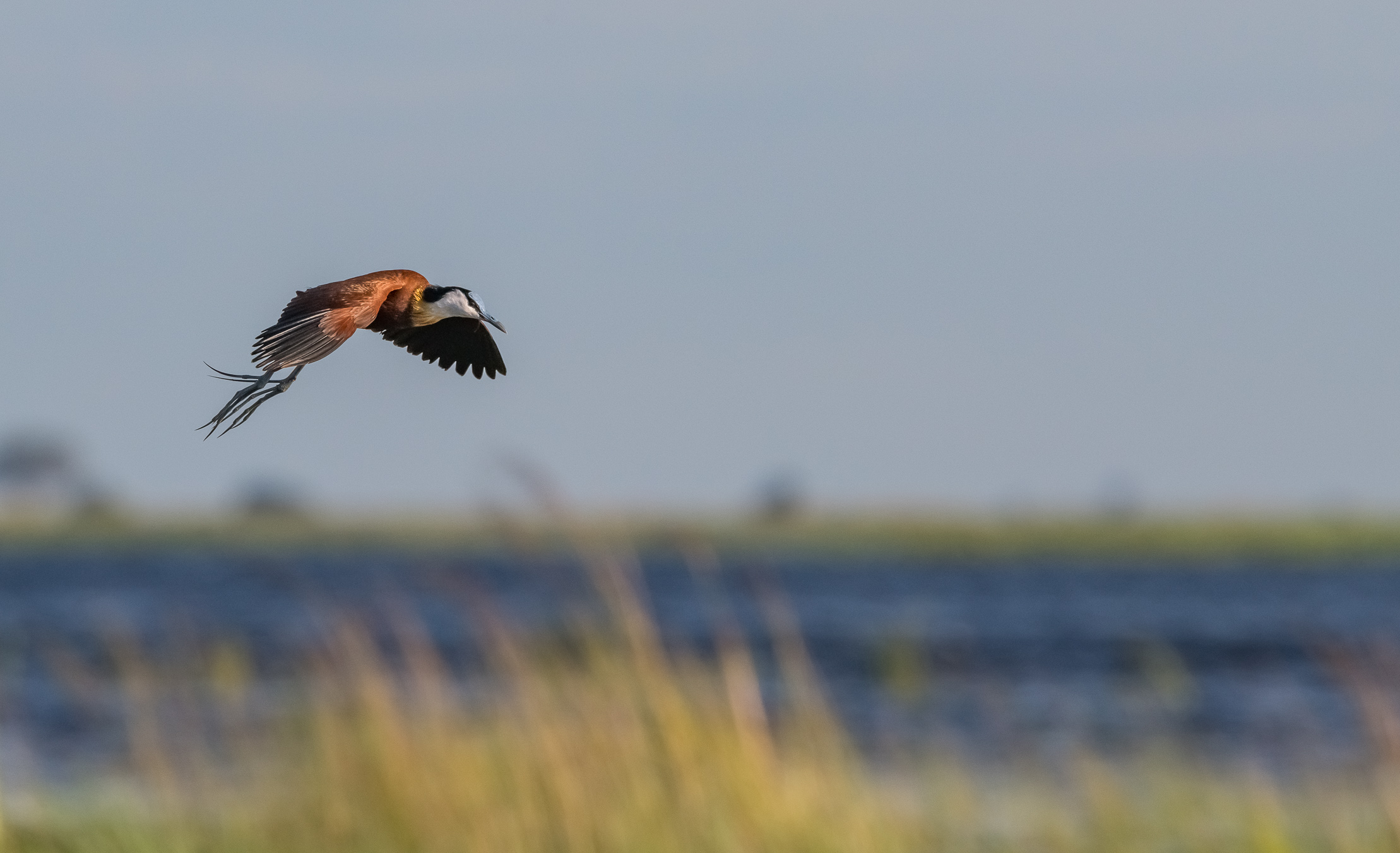 Jacana africano