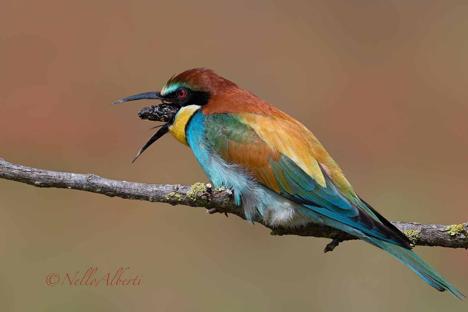 Gruccione rigurgito della borra 2018
