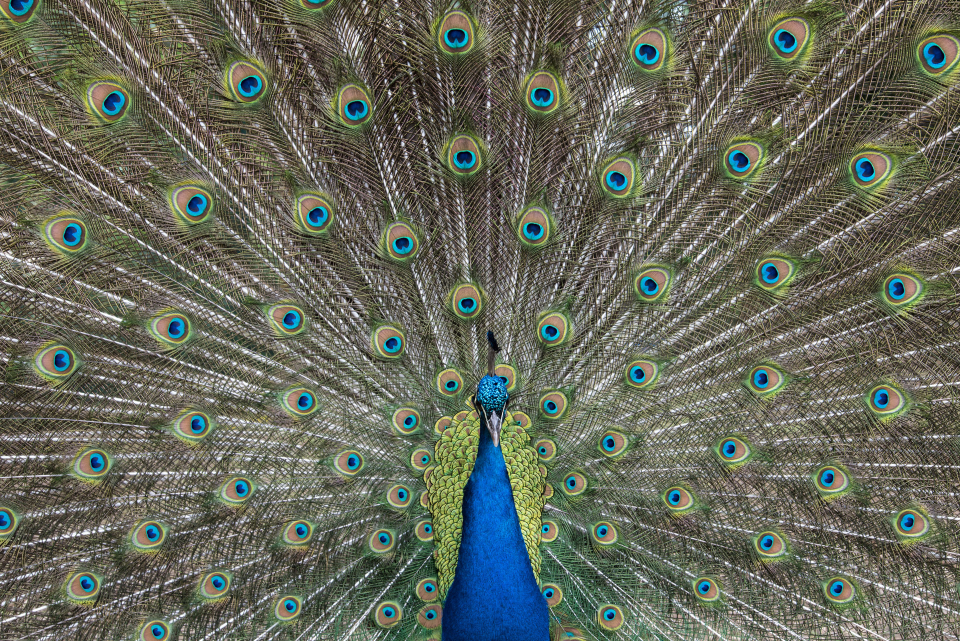 Pavo cristatus