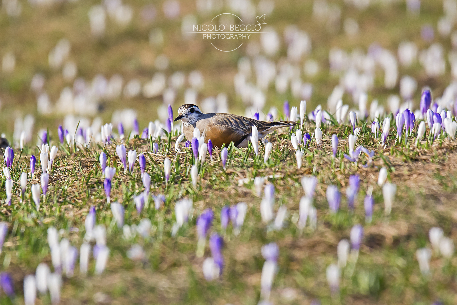 Spring Dotterel Baptismal Parish