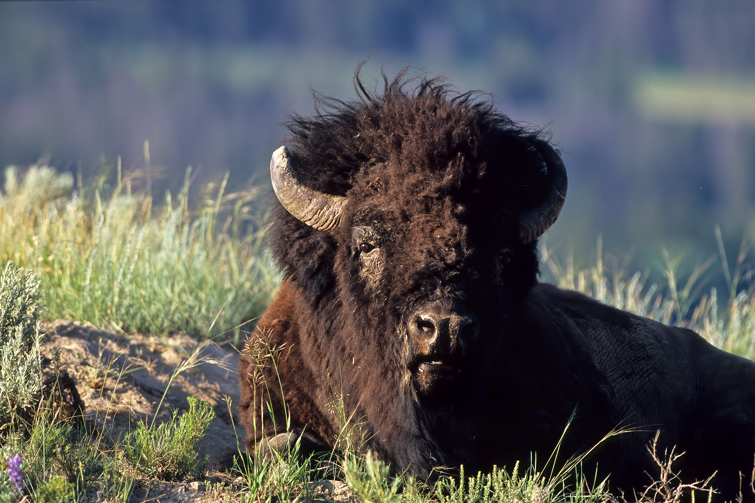 American Bison
