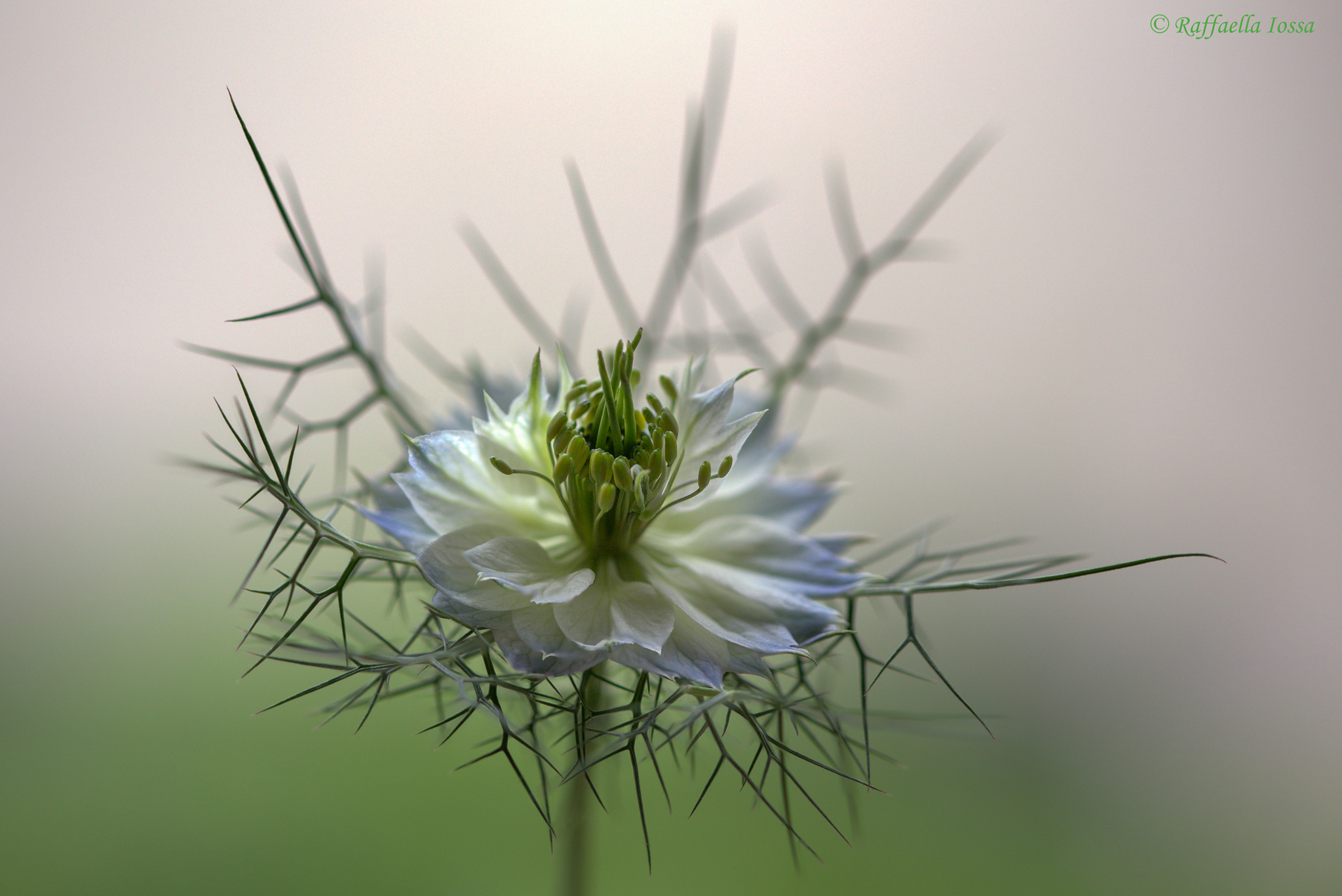 They're blooming the Nigella!