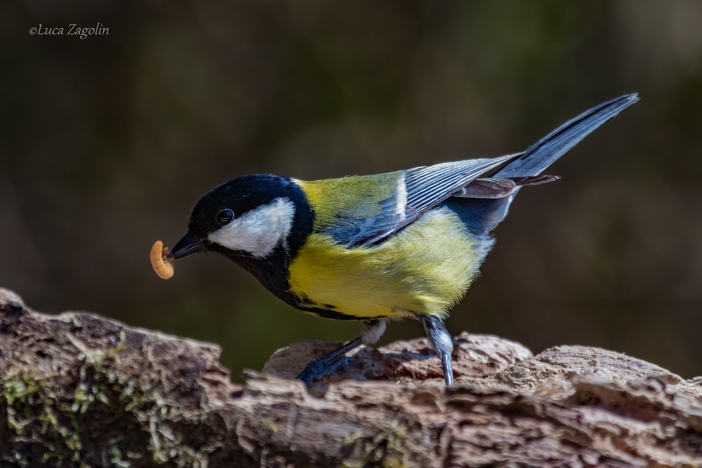 Lo spuntino della cincia