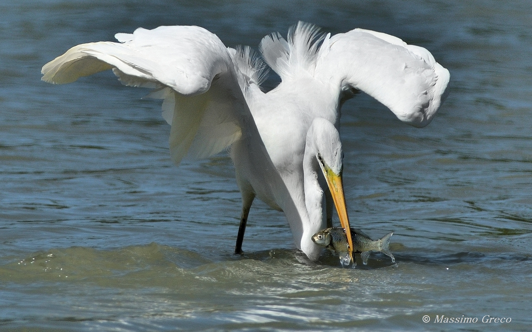 White Heron Fishing