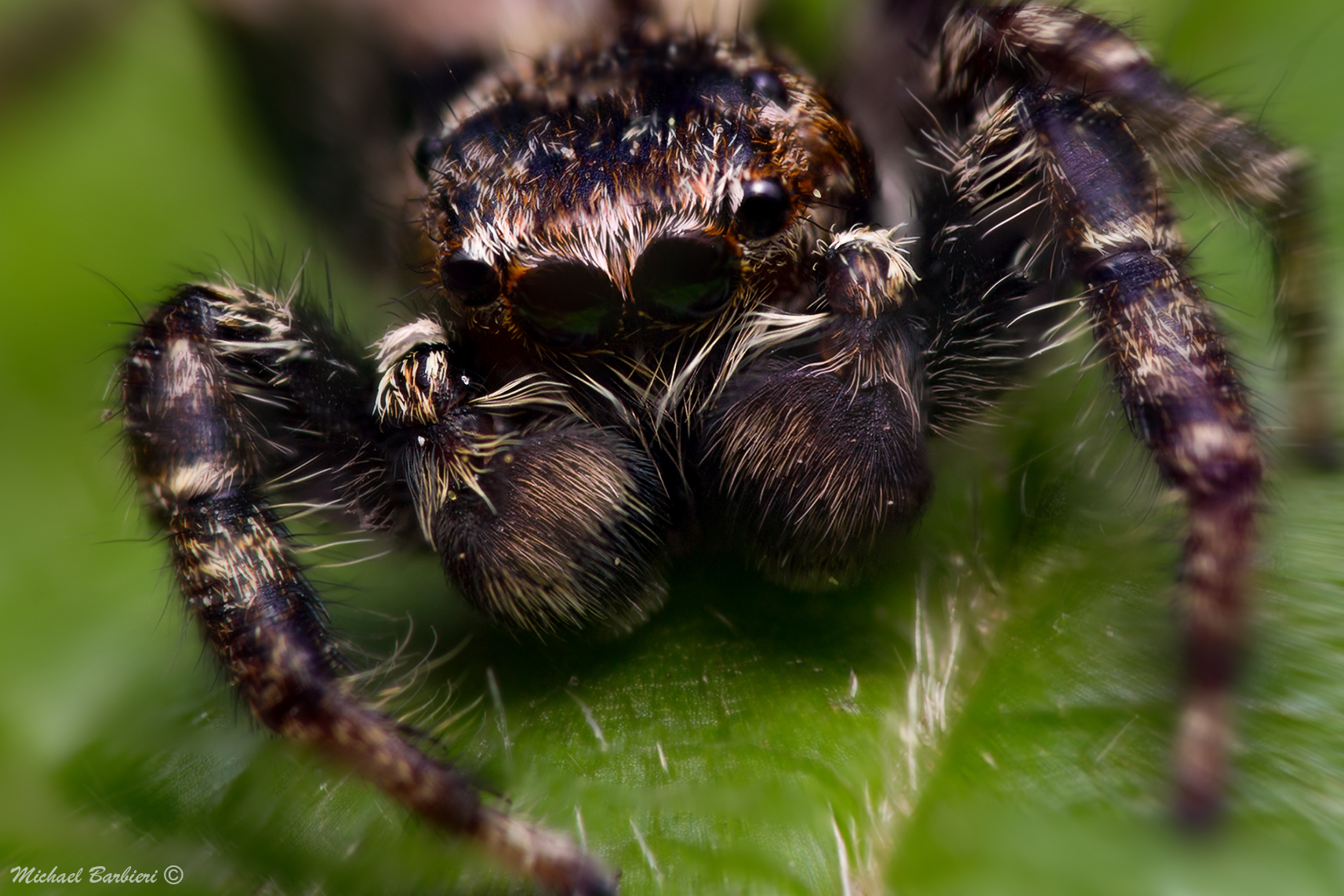Primo piano sul saltatore