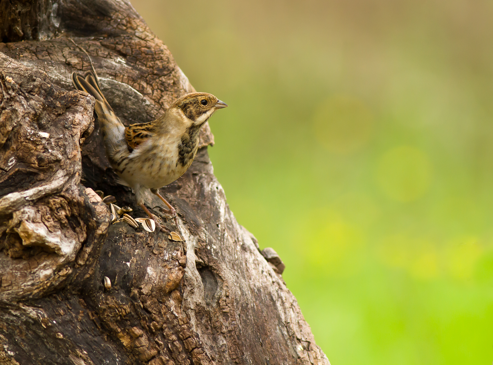 Migliarino dispettoso