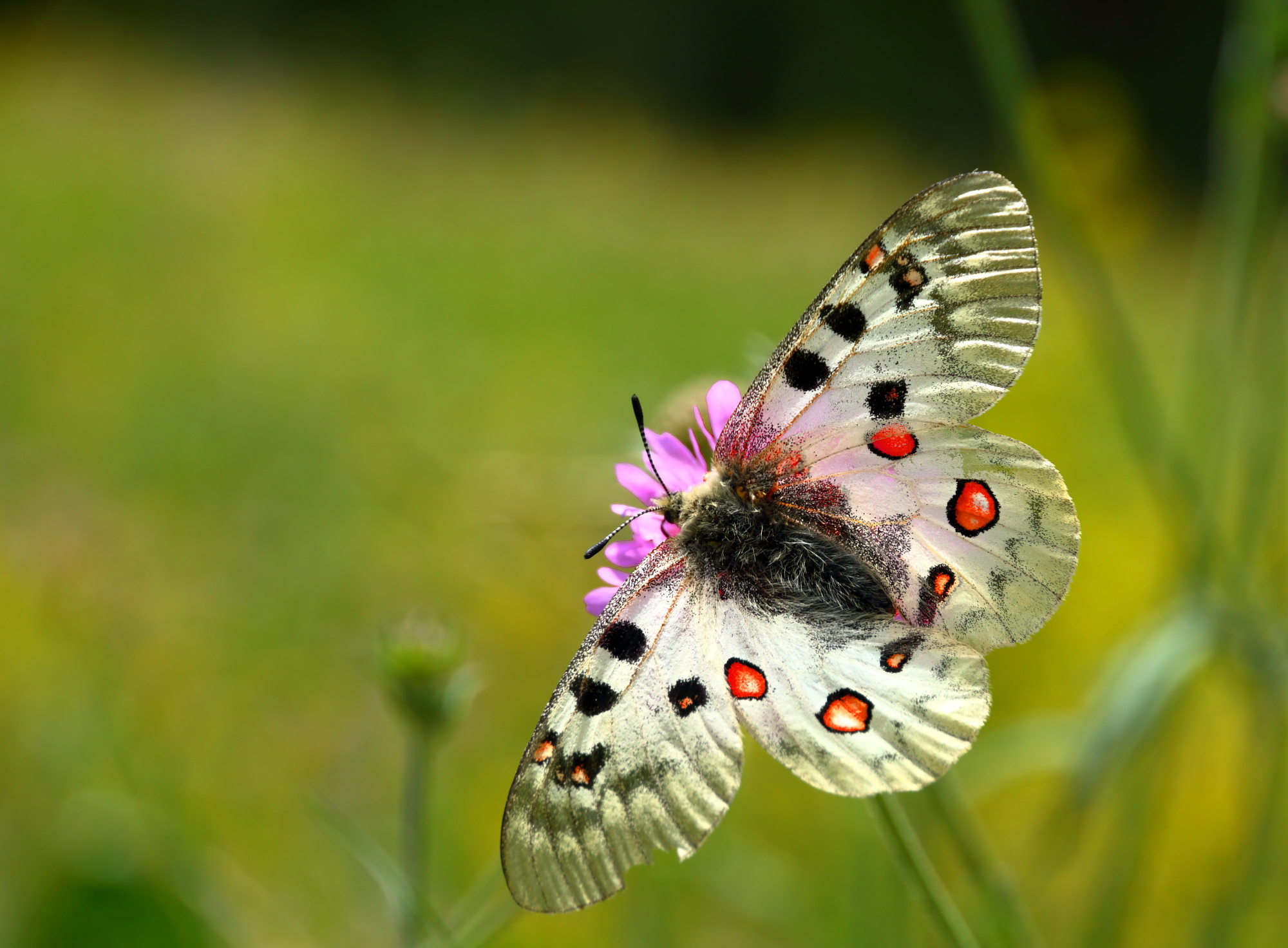 Pernassius Apollo