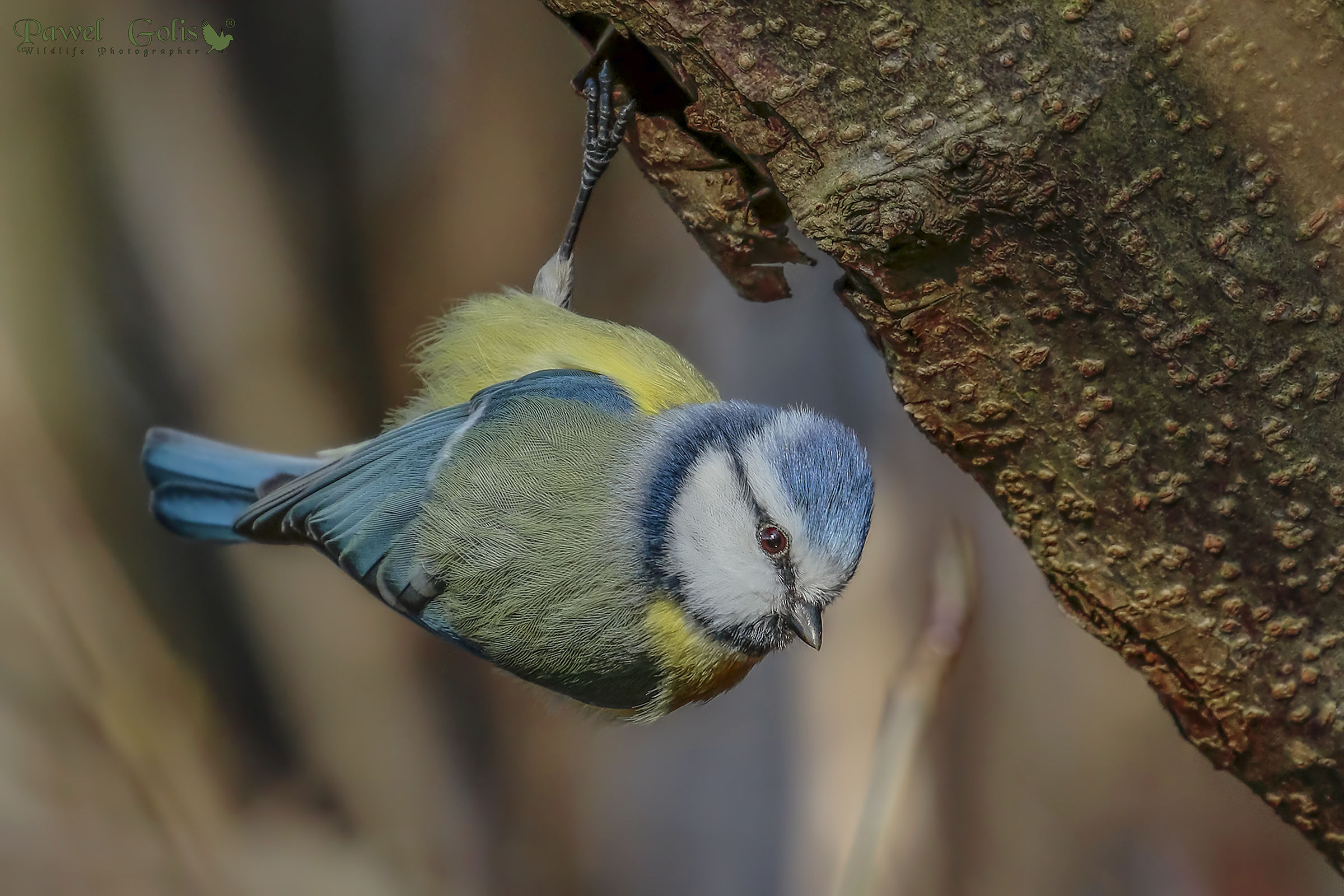 Eurasian blue tit (Cyanistes caeruleus)