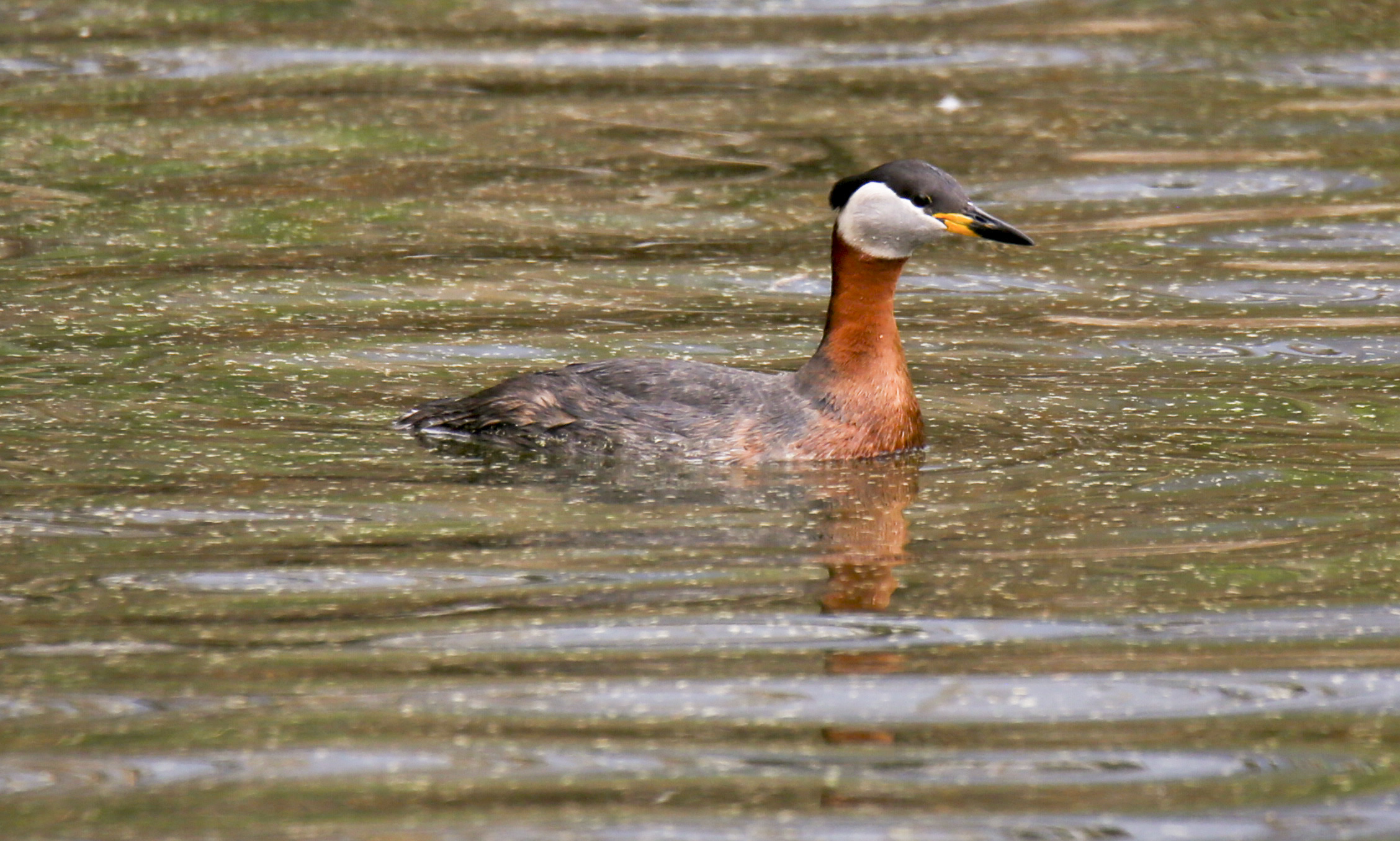 Svasso collare rosso