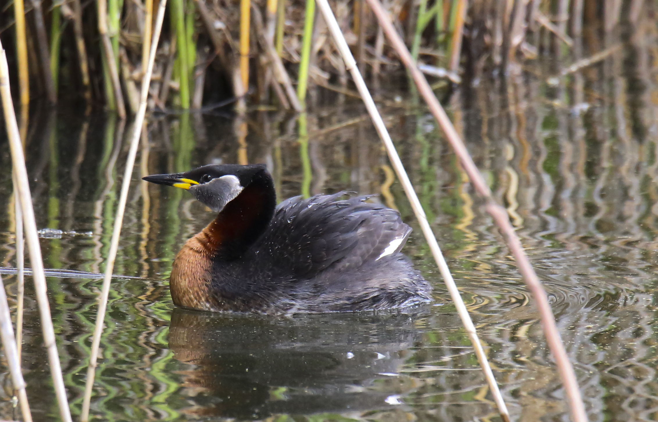 Svasso collare rosso