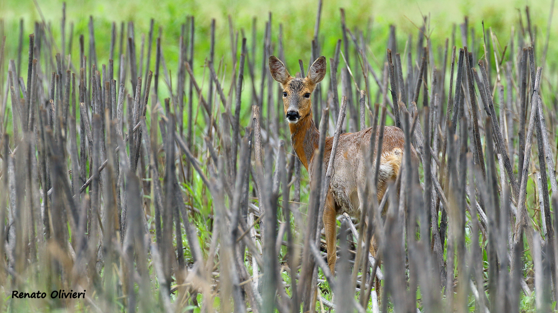 Roe deer on the edge of the forest