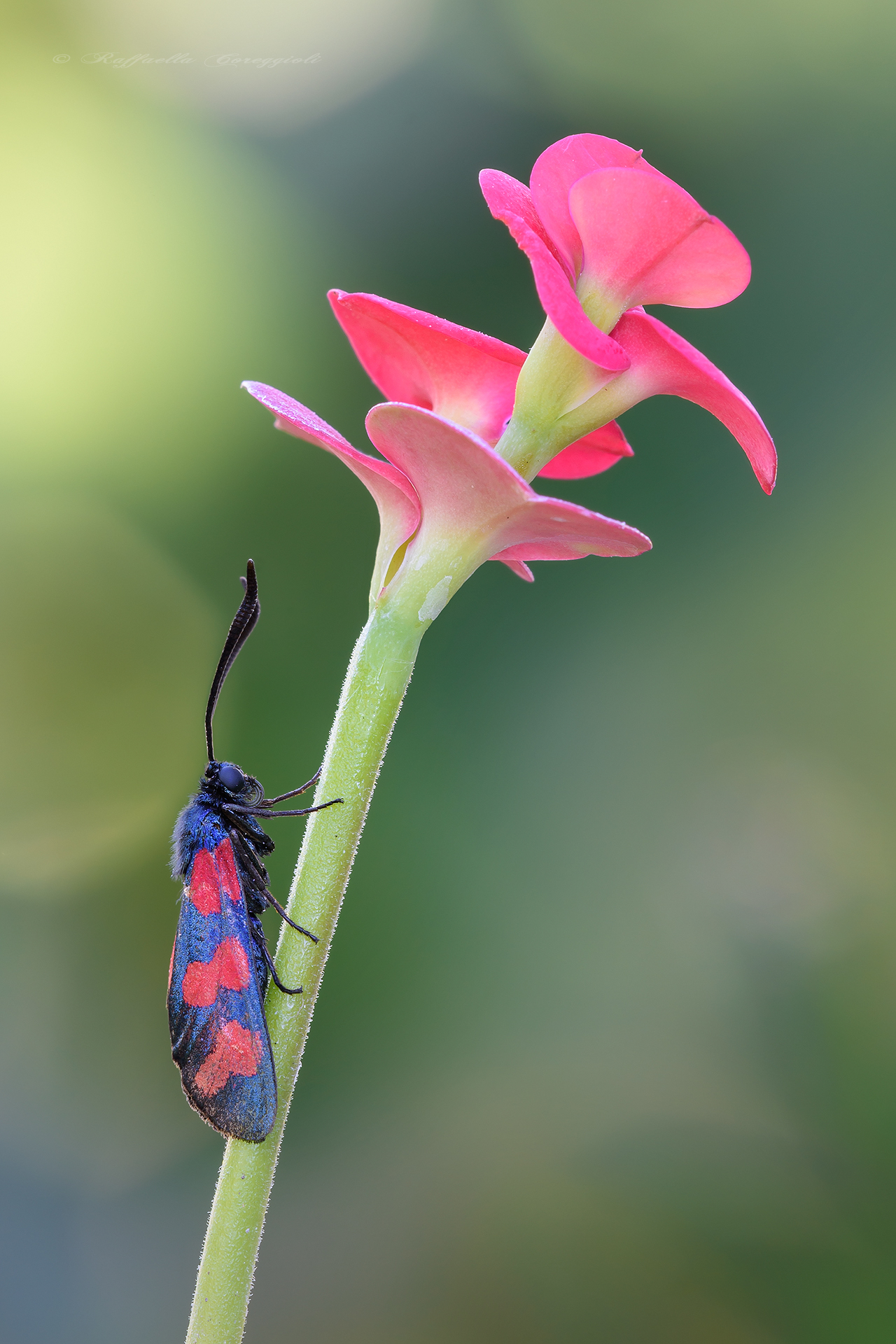 Zygaena filipendulae