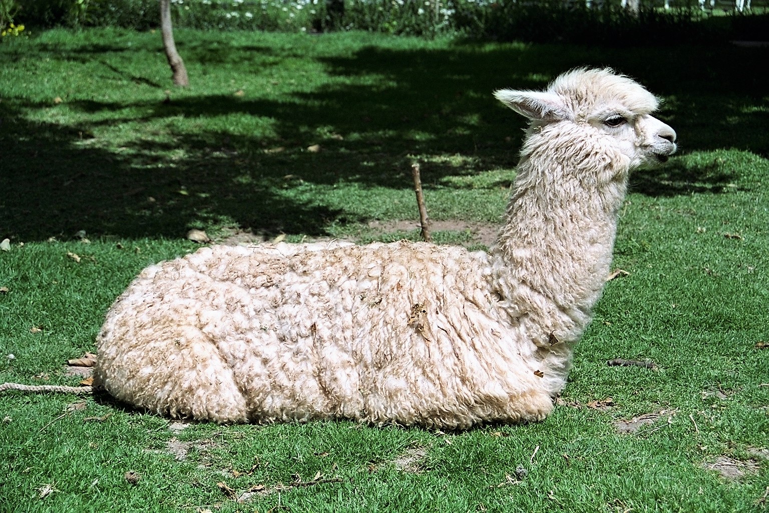 Alpaca