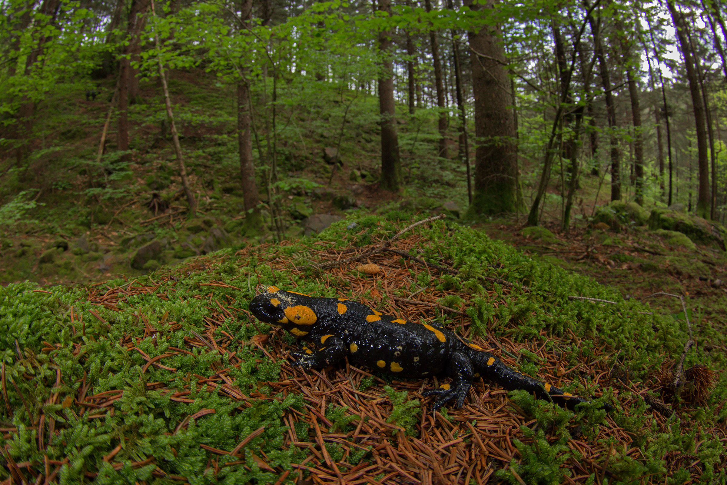 Salamandra salamandra