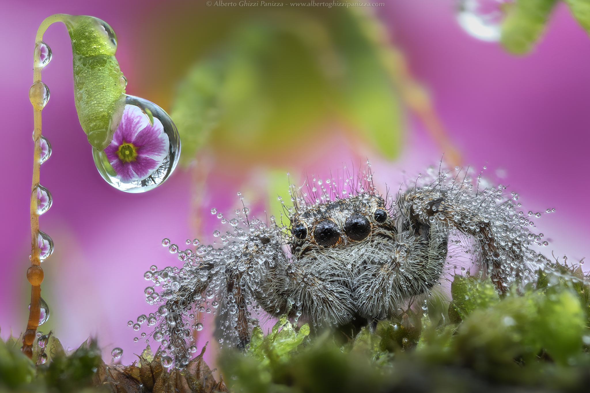 Wet days for the jumping spider