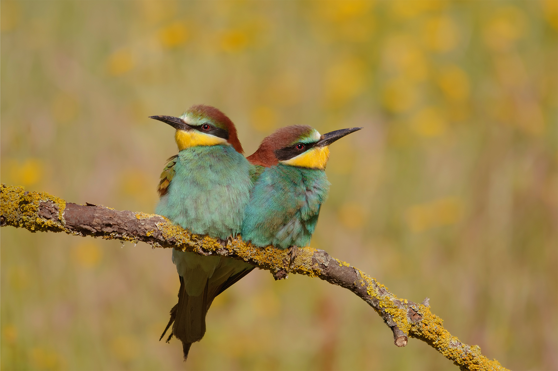 Eaters-Massaciuccoli