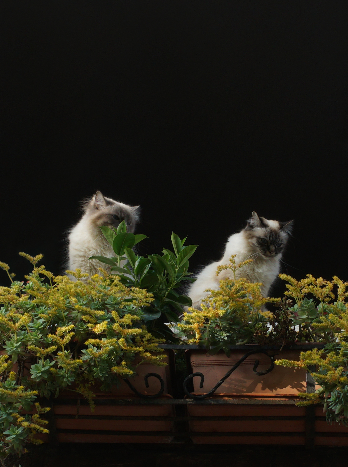 Angora mom and Son/a _ mixed Crop