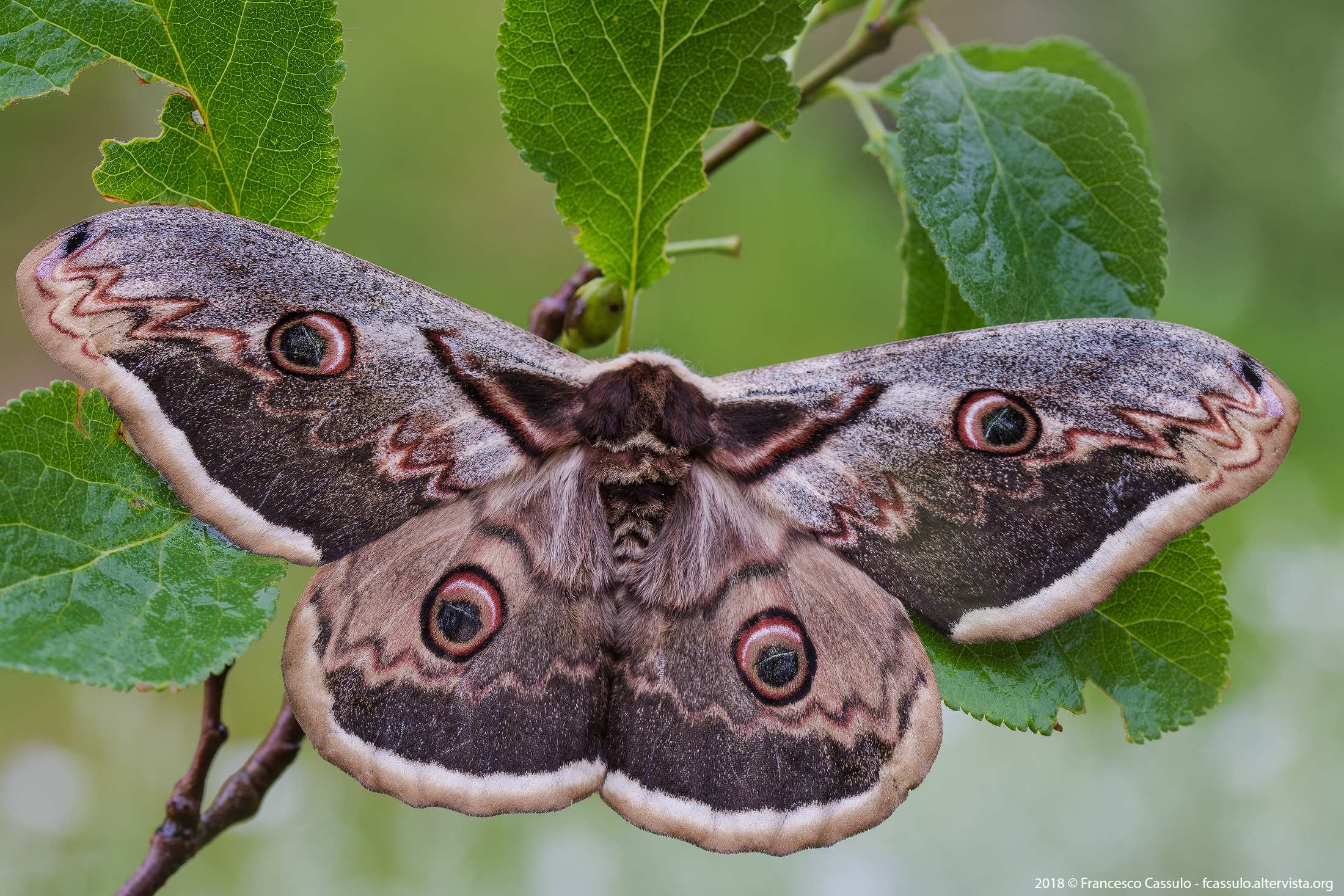 Saturnia pyri (Denis & Schiffermüller, 1775)