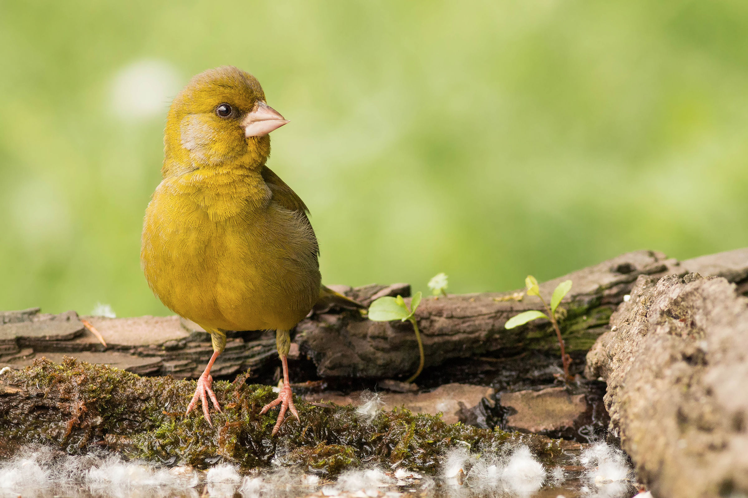 il verdone dal becco storto e i piumini di primavera