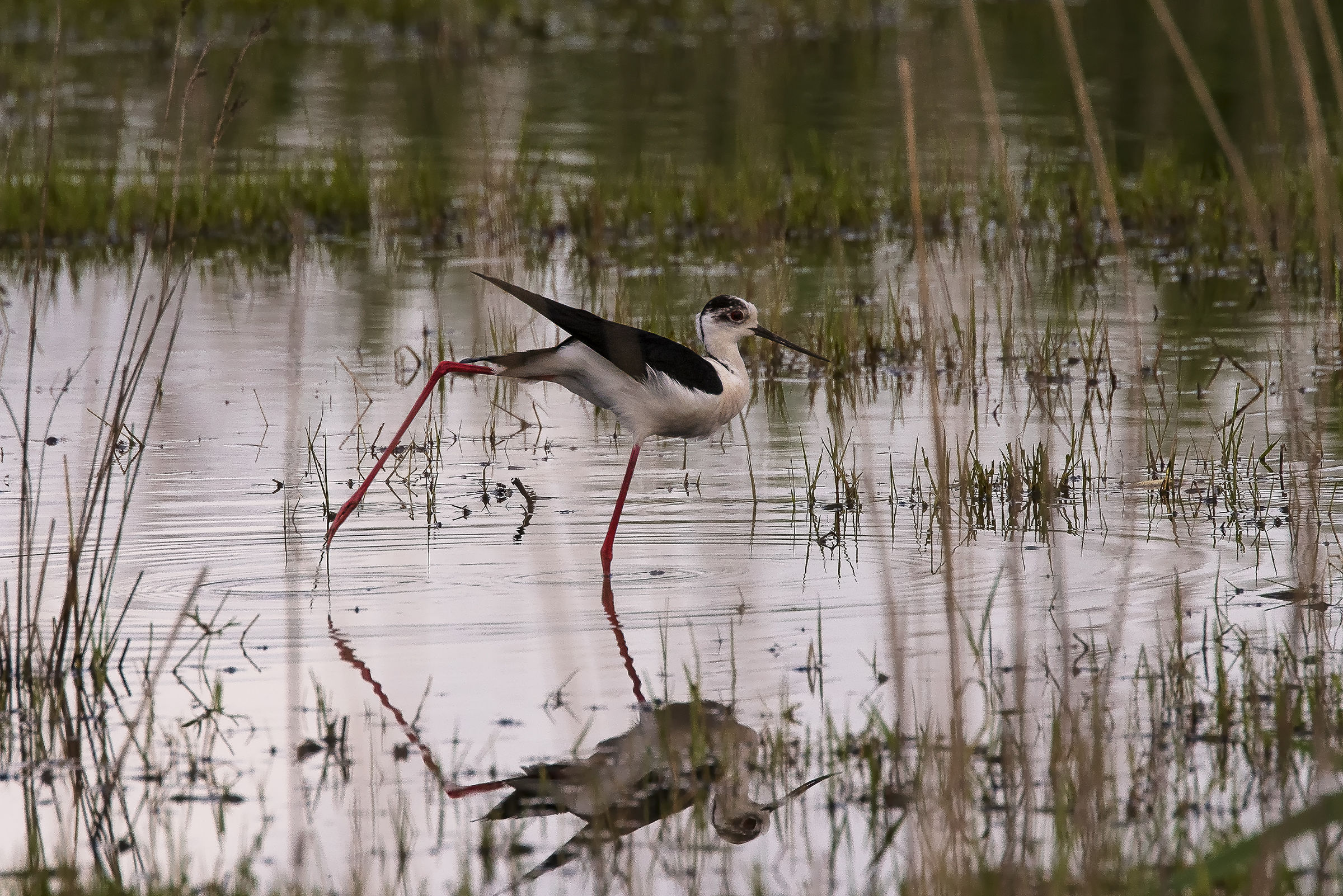 Knight in stretching