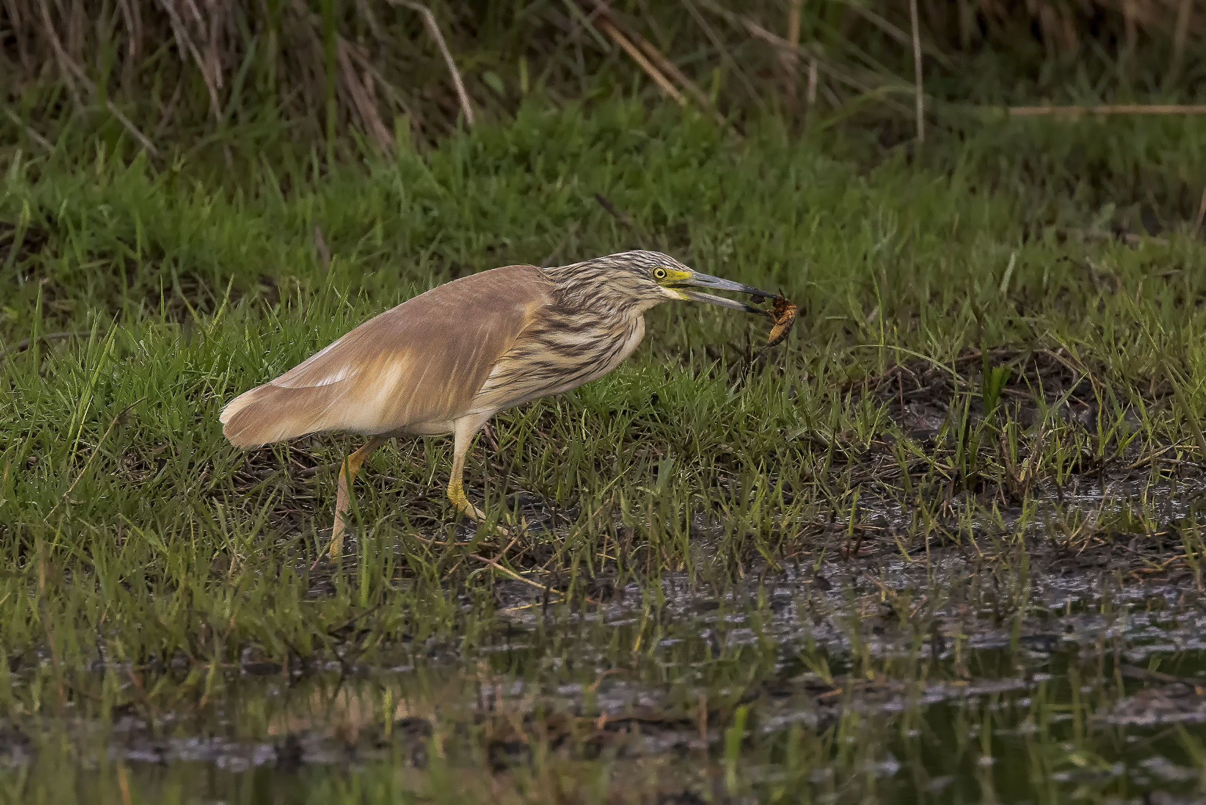 The favorite prey of the Squacco: the Mole cricket