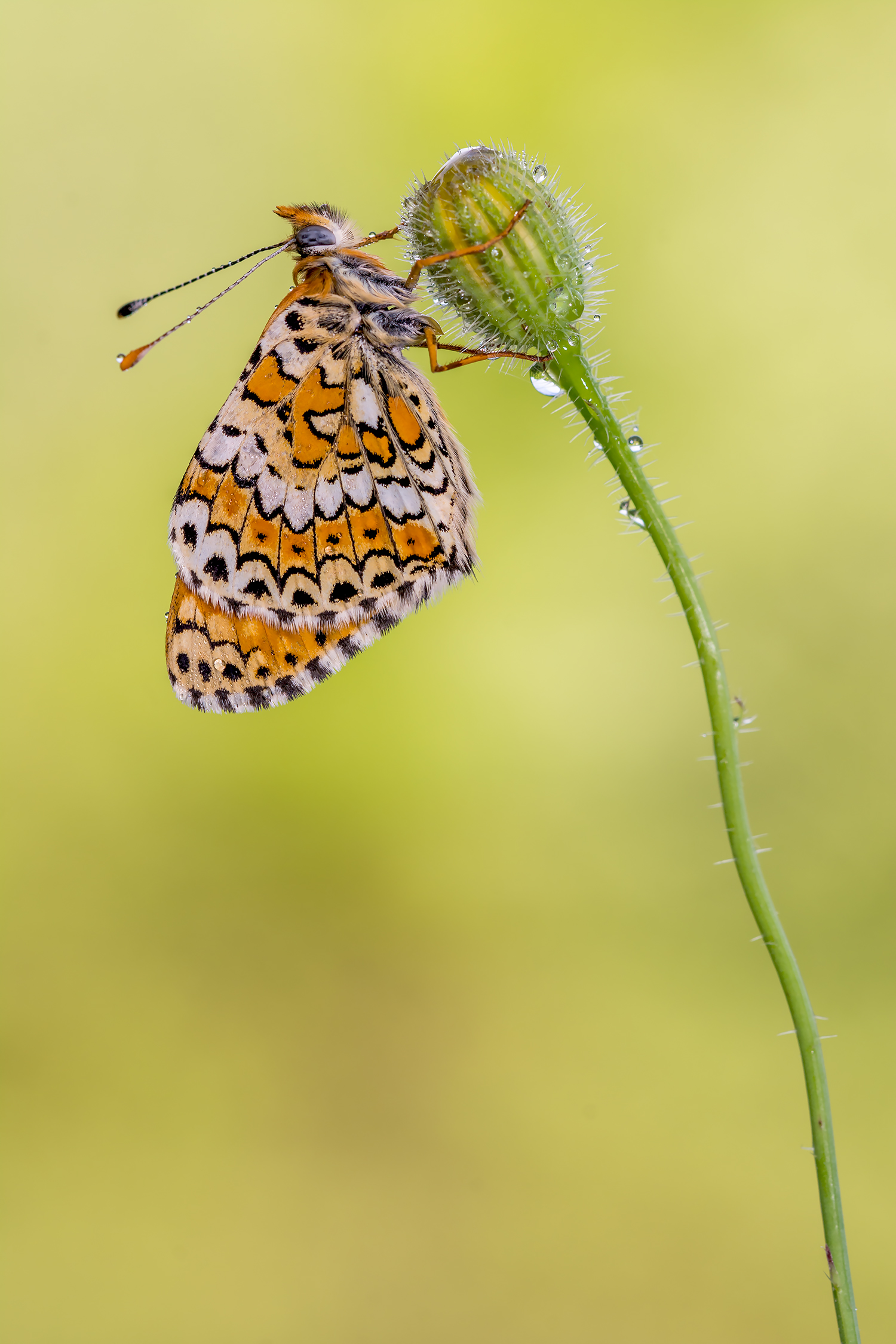 Melitaea