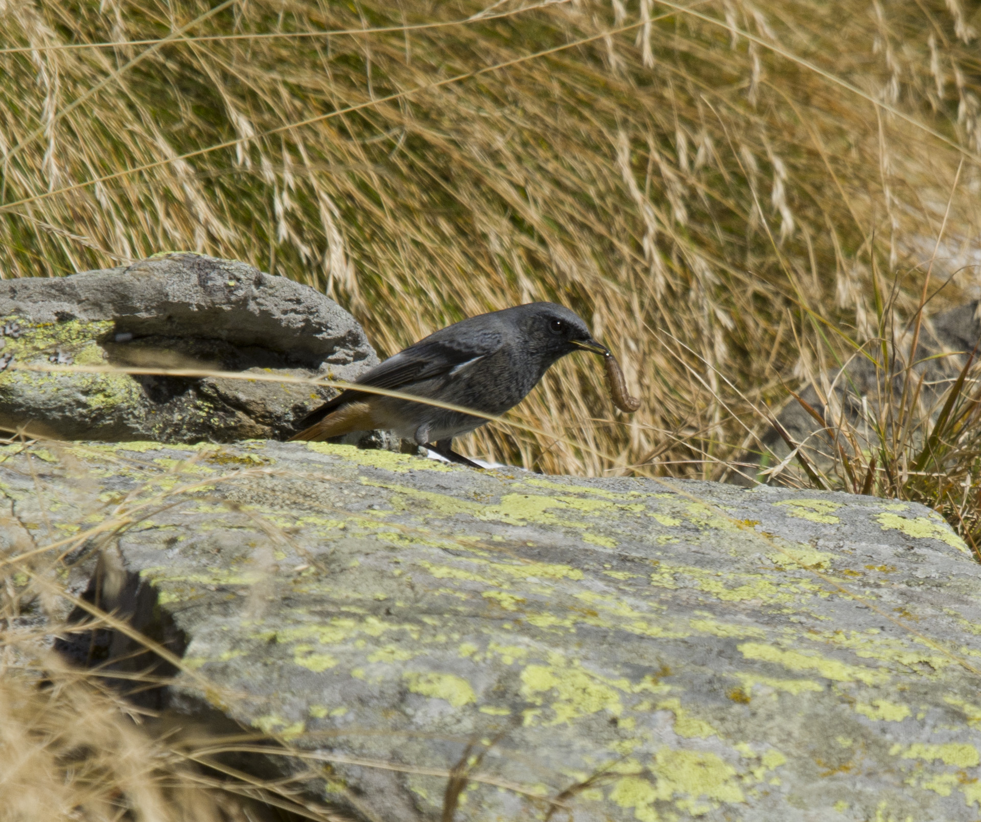 pettirosso spazzacamino