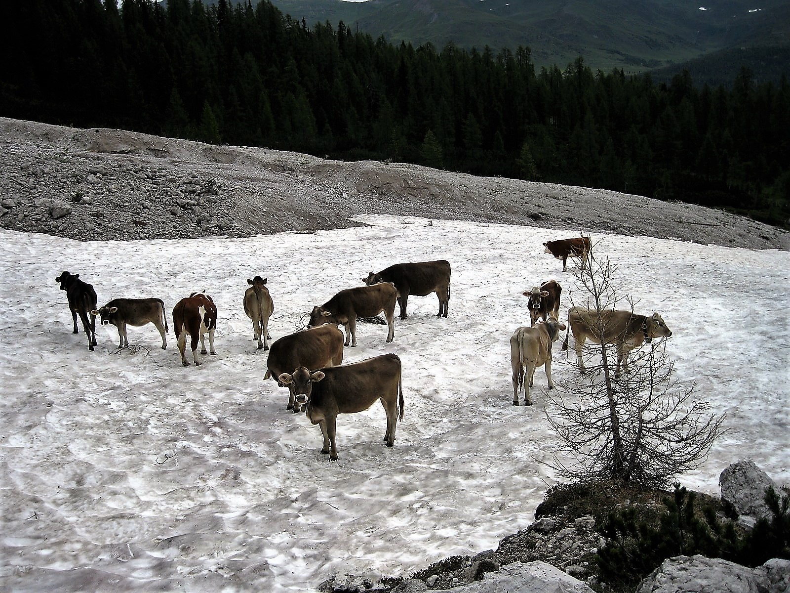 Where the grass is over