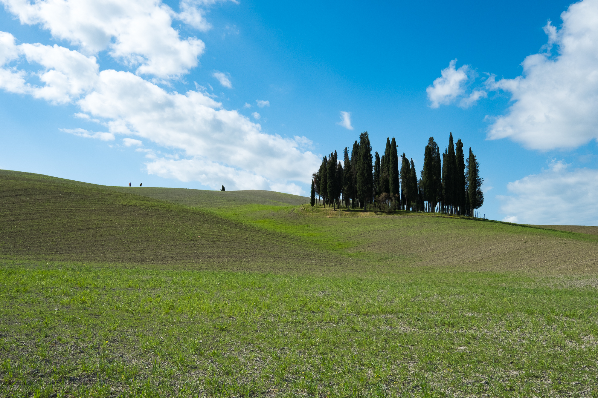 Cypress of San Quirico d'orcia