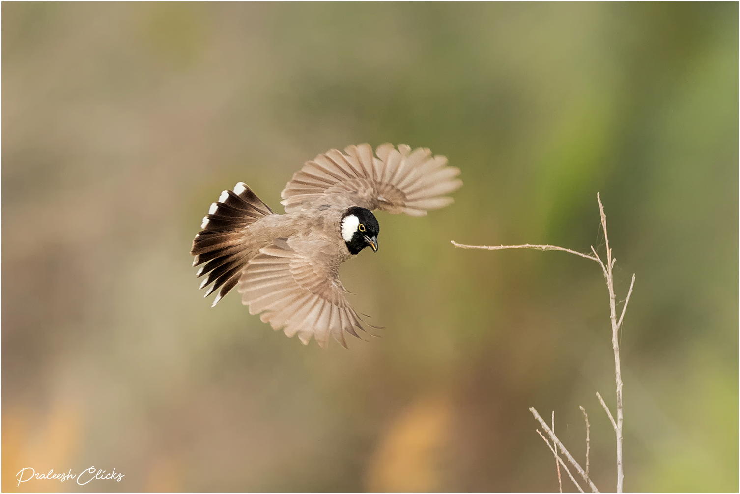 Bulbul dalle orecchie bianche