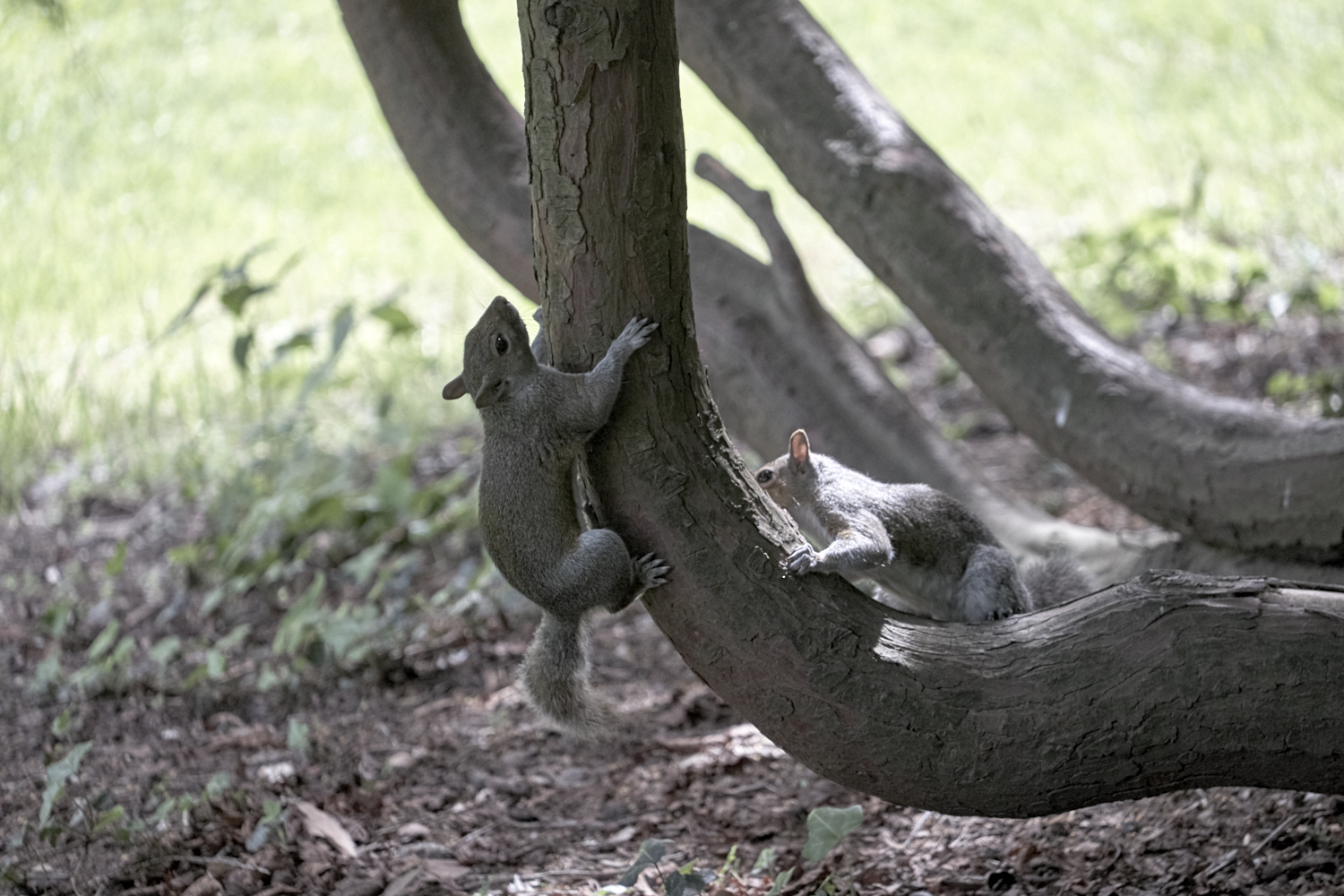 Running on the trunk