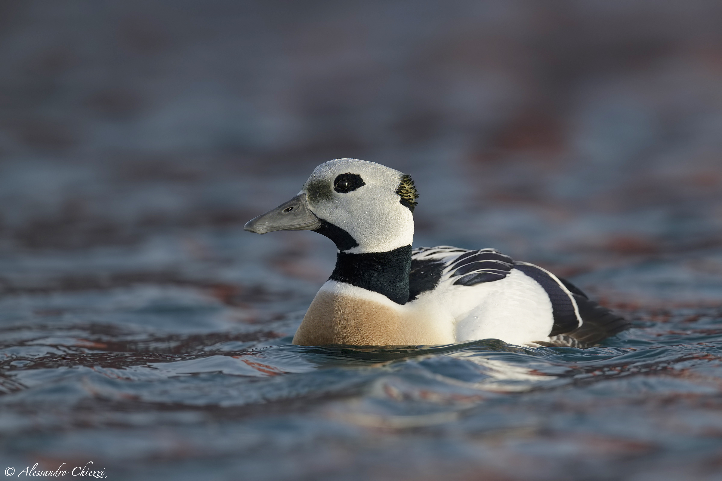 Steller's Eider