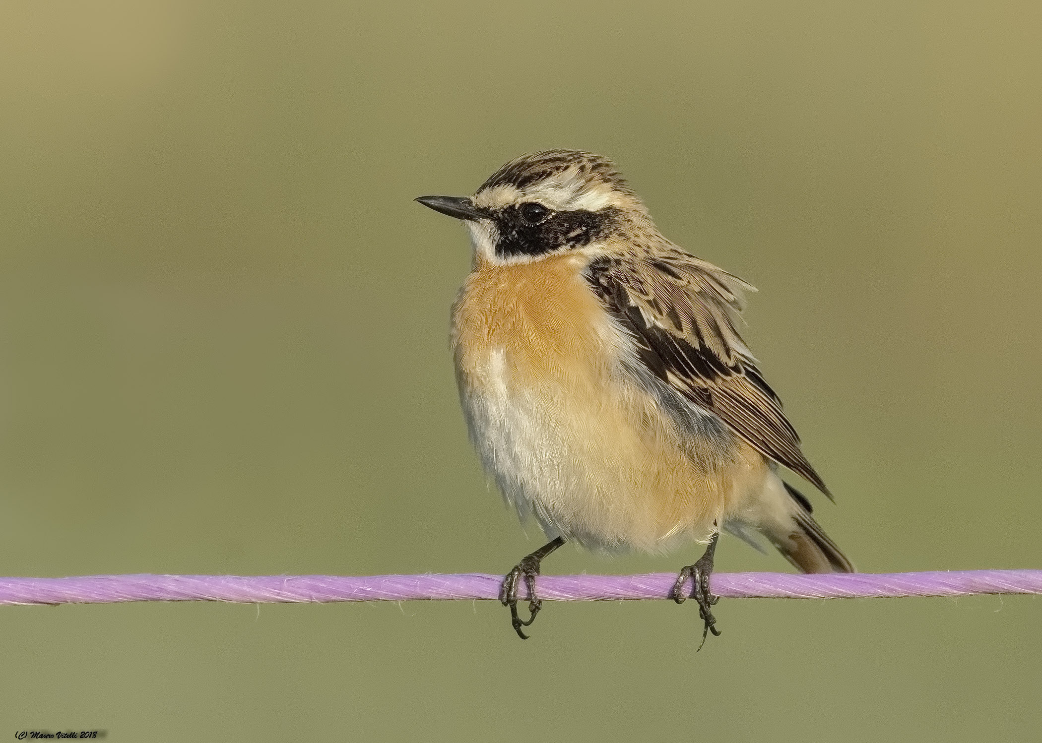 Whinchat (male)