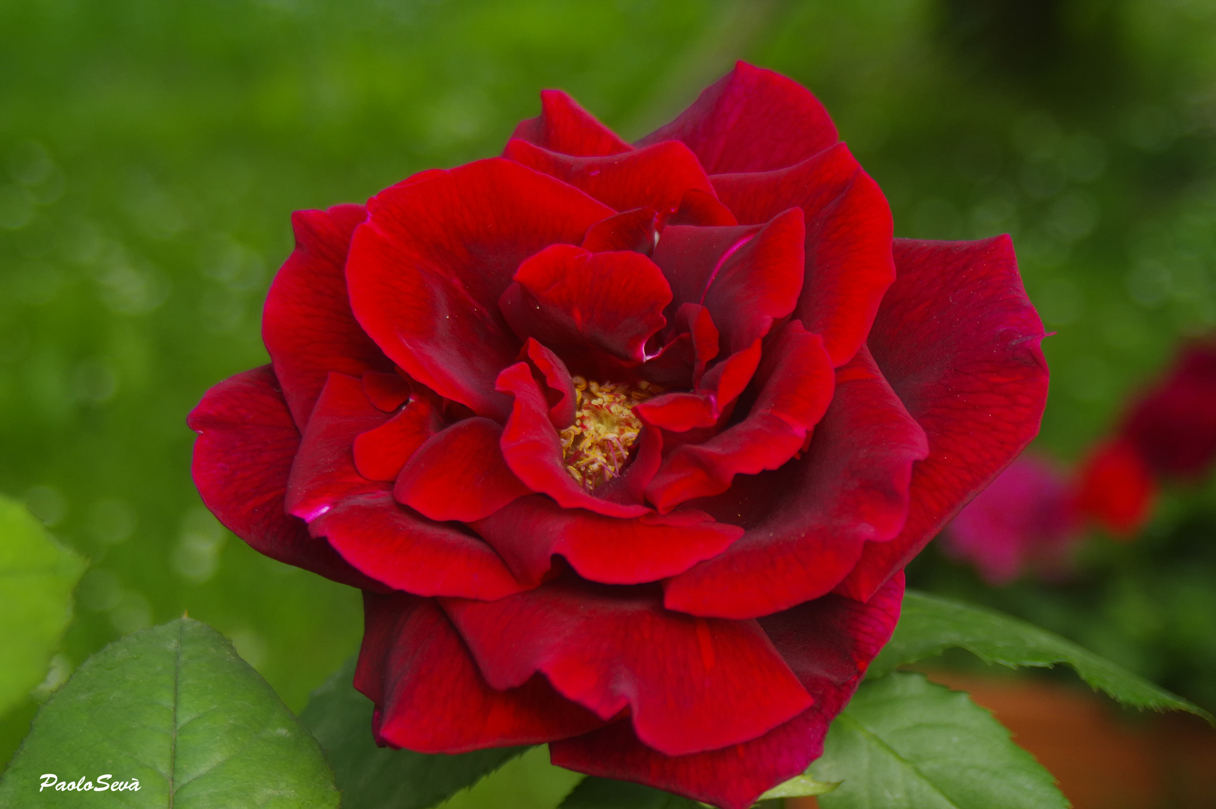 non il solito fiore..!