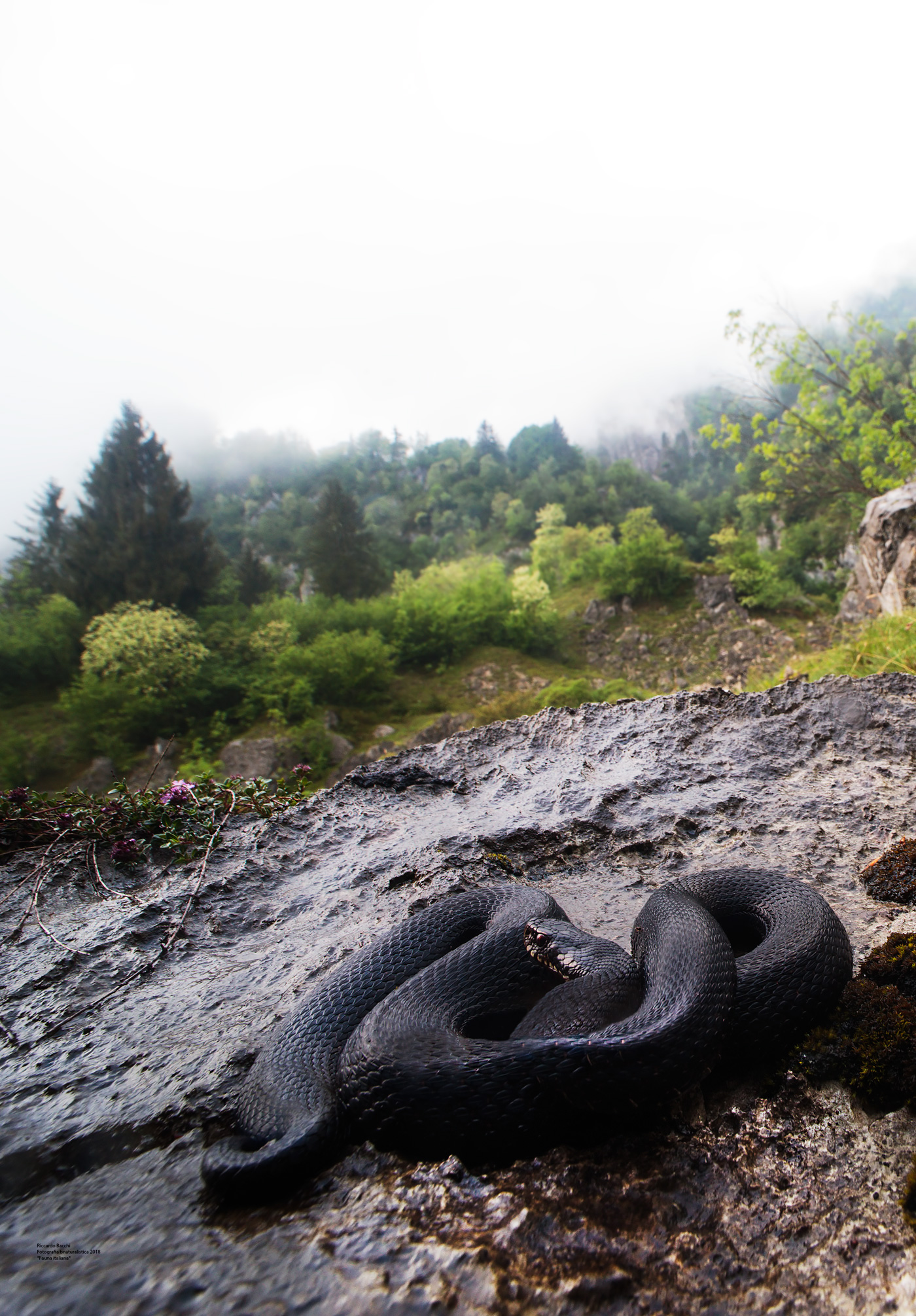 berus melanica, rododendri e foresta mista