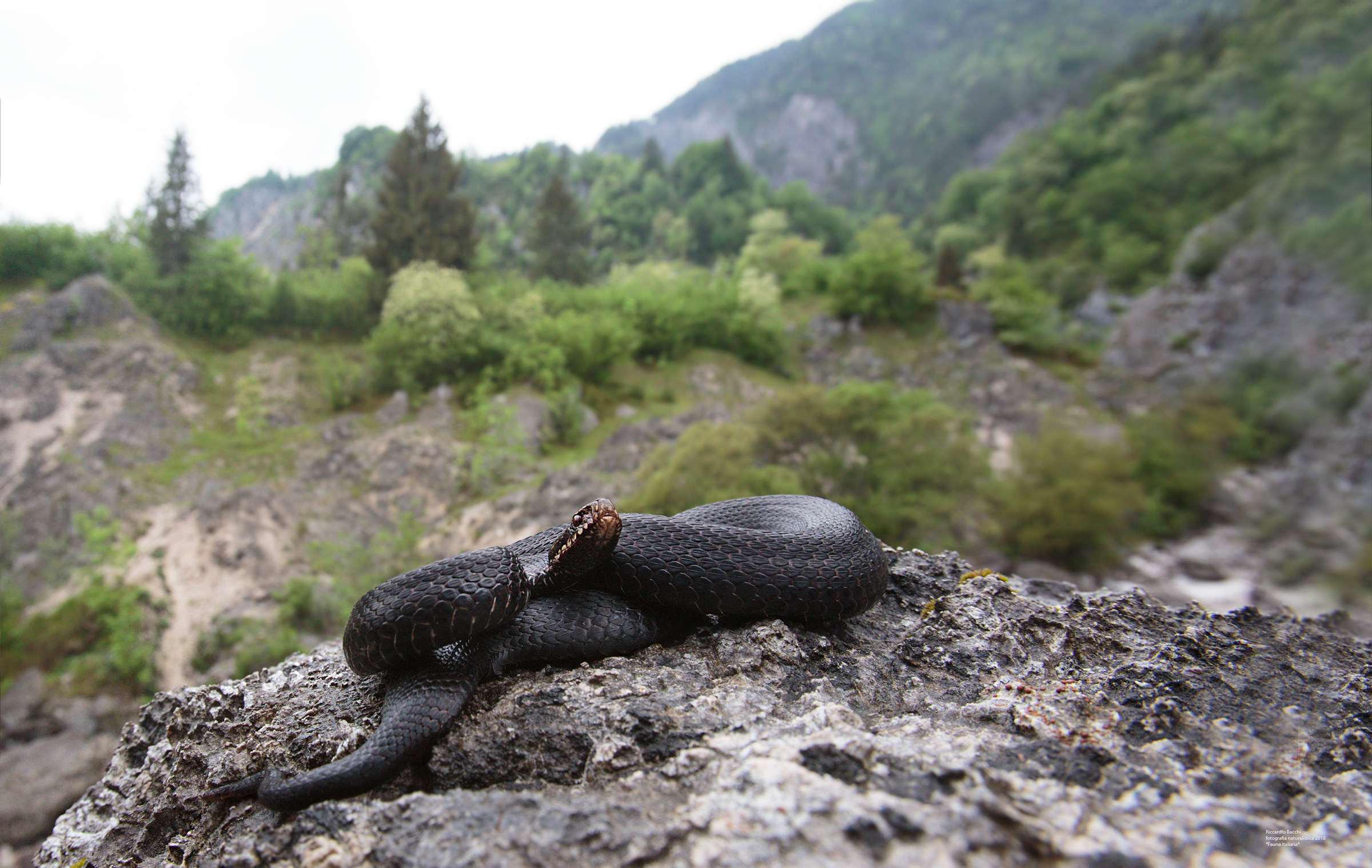 berus melanica, rododendri e foresta mista