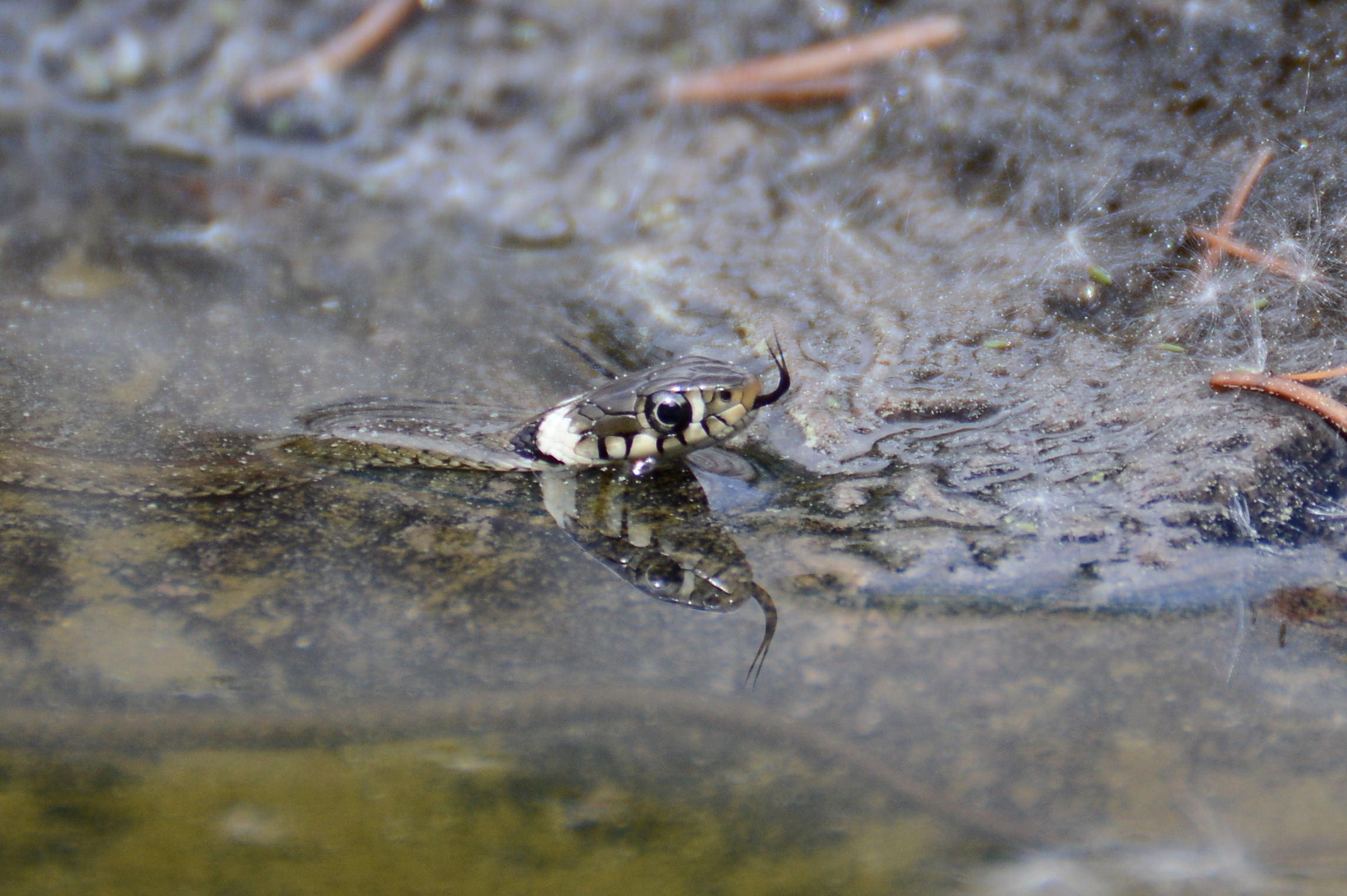 riflesso natrix maggio 2018