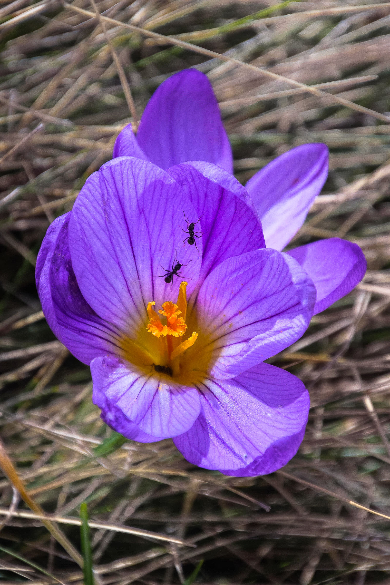Ants on a large crocus